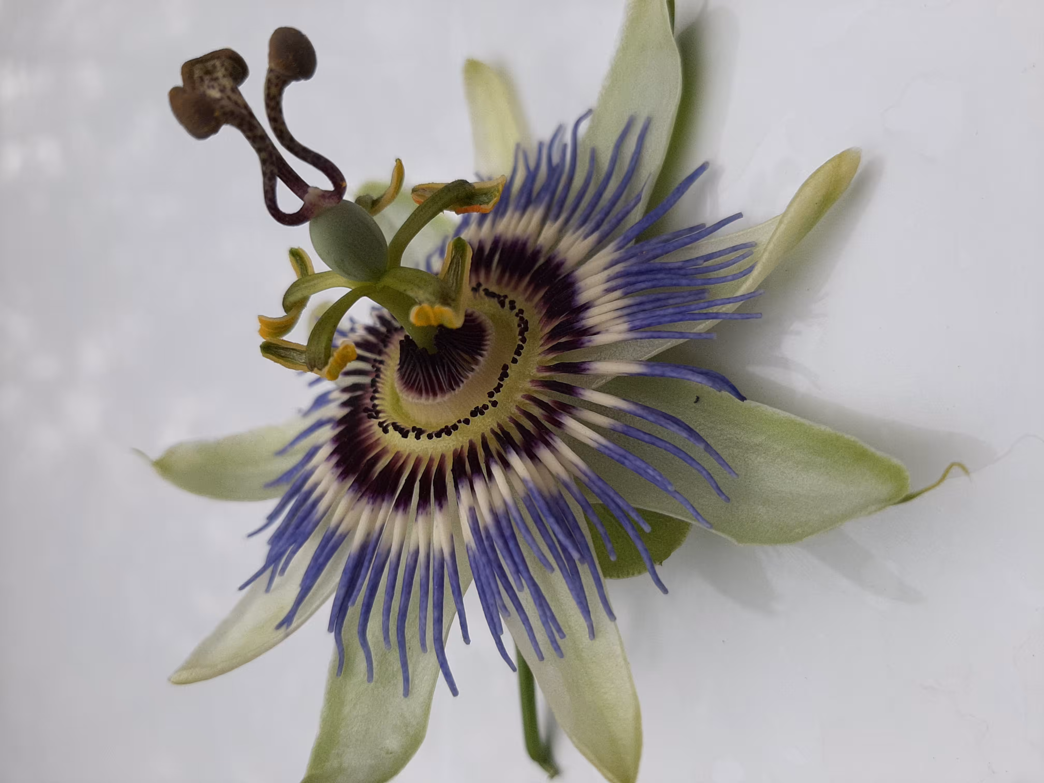 Flower from Earth