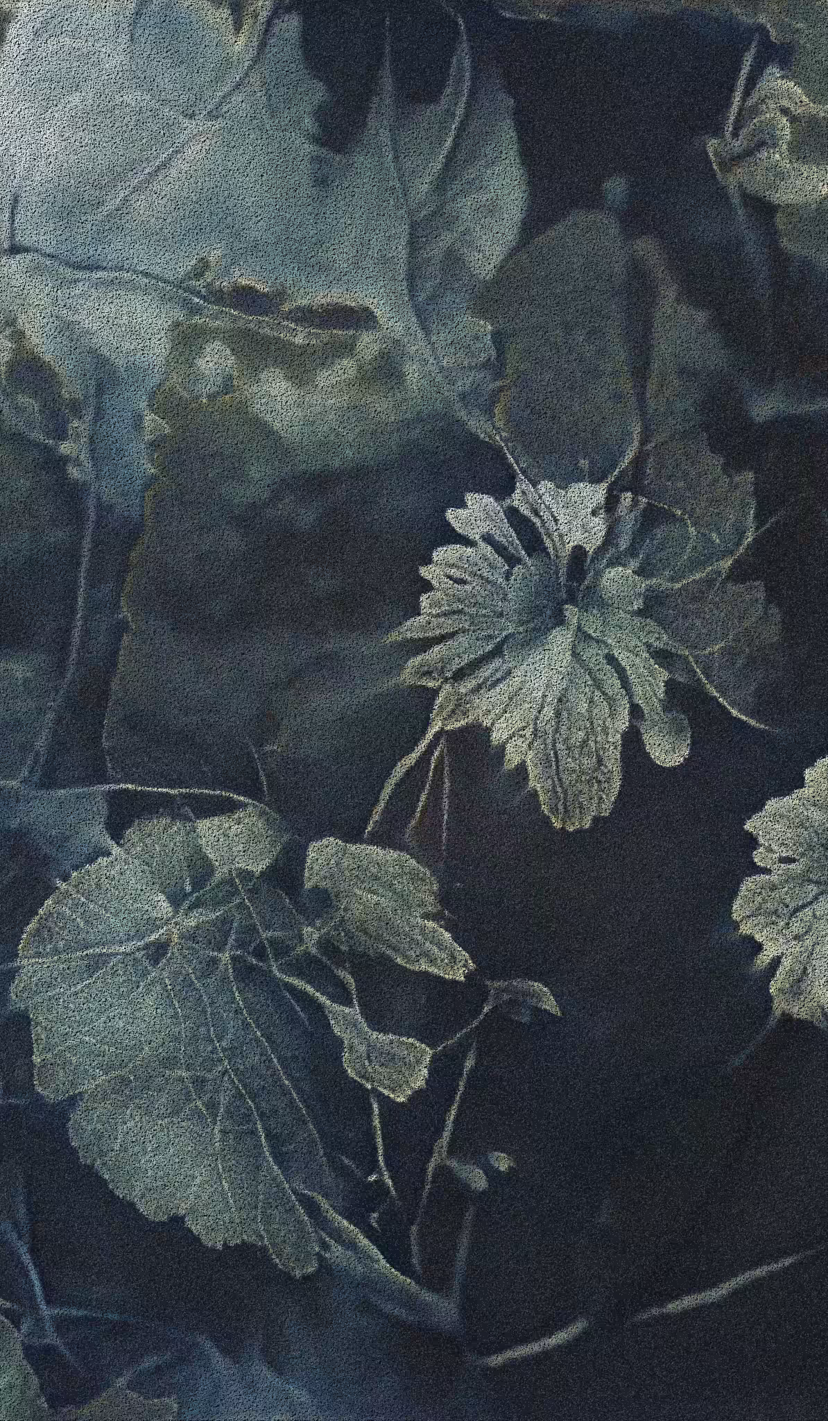APPARATUS-VITIS: Apparatus Vitis #44