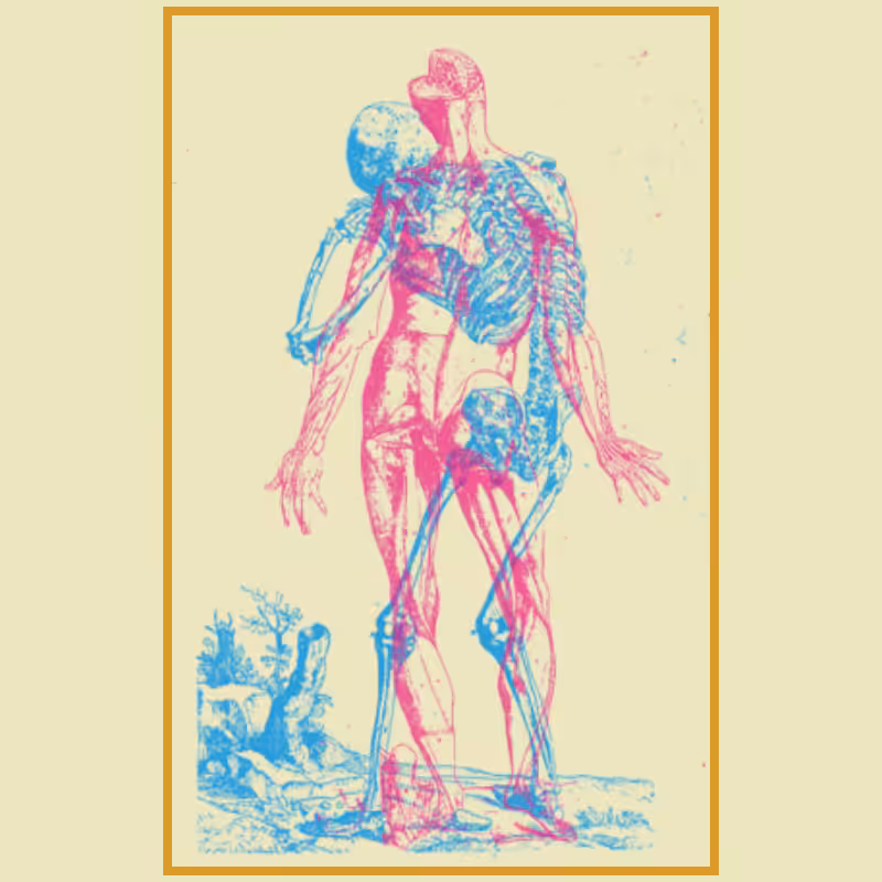 Anatomyk #13