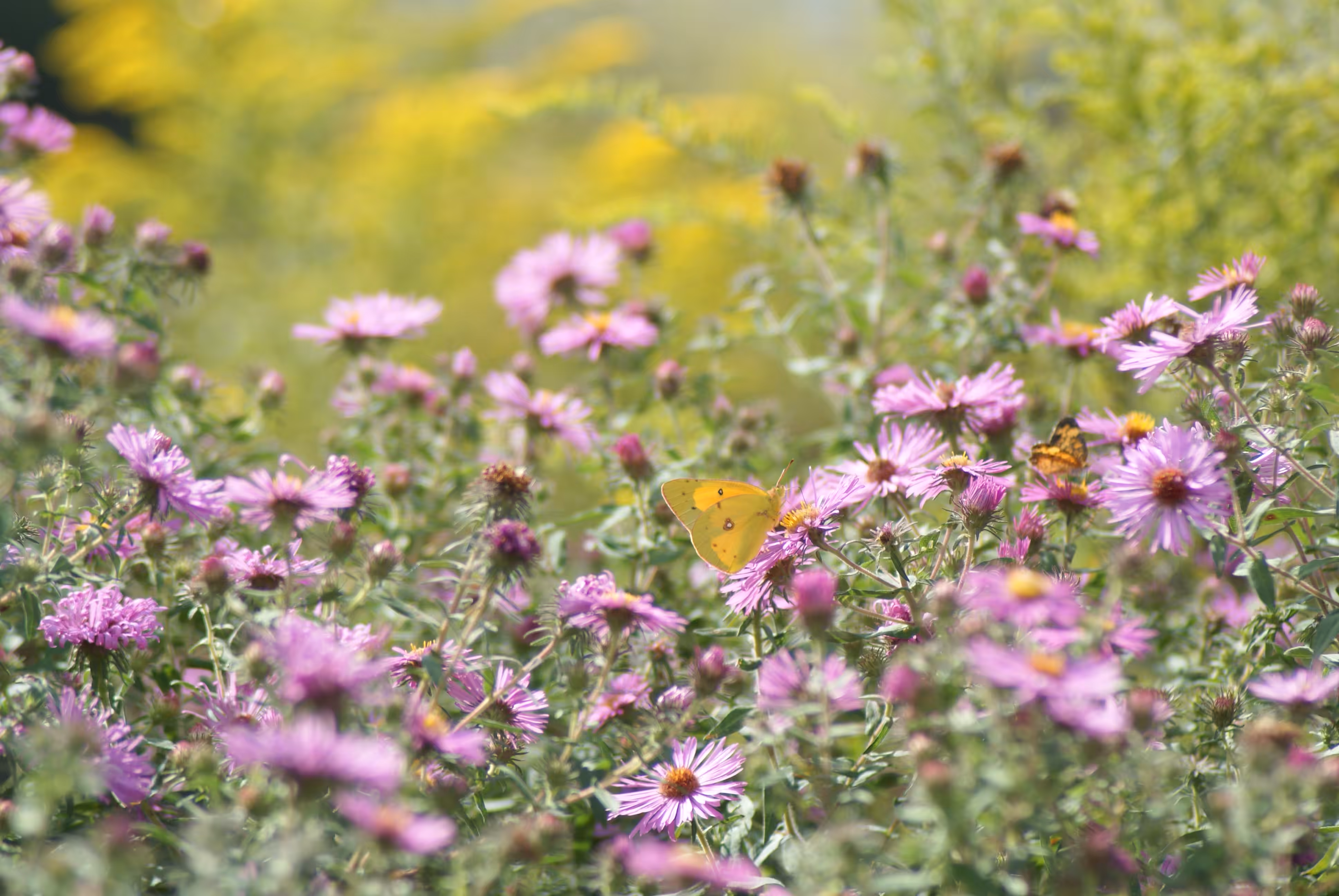 Butterfly with Flowers, 2016