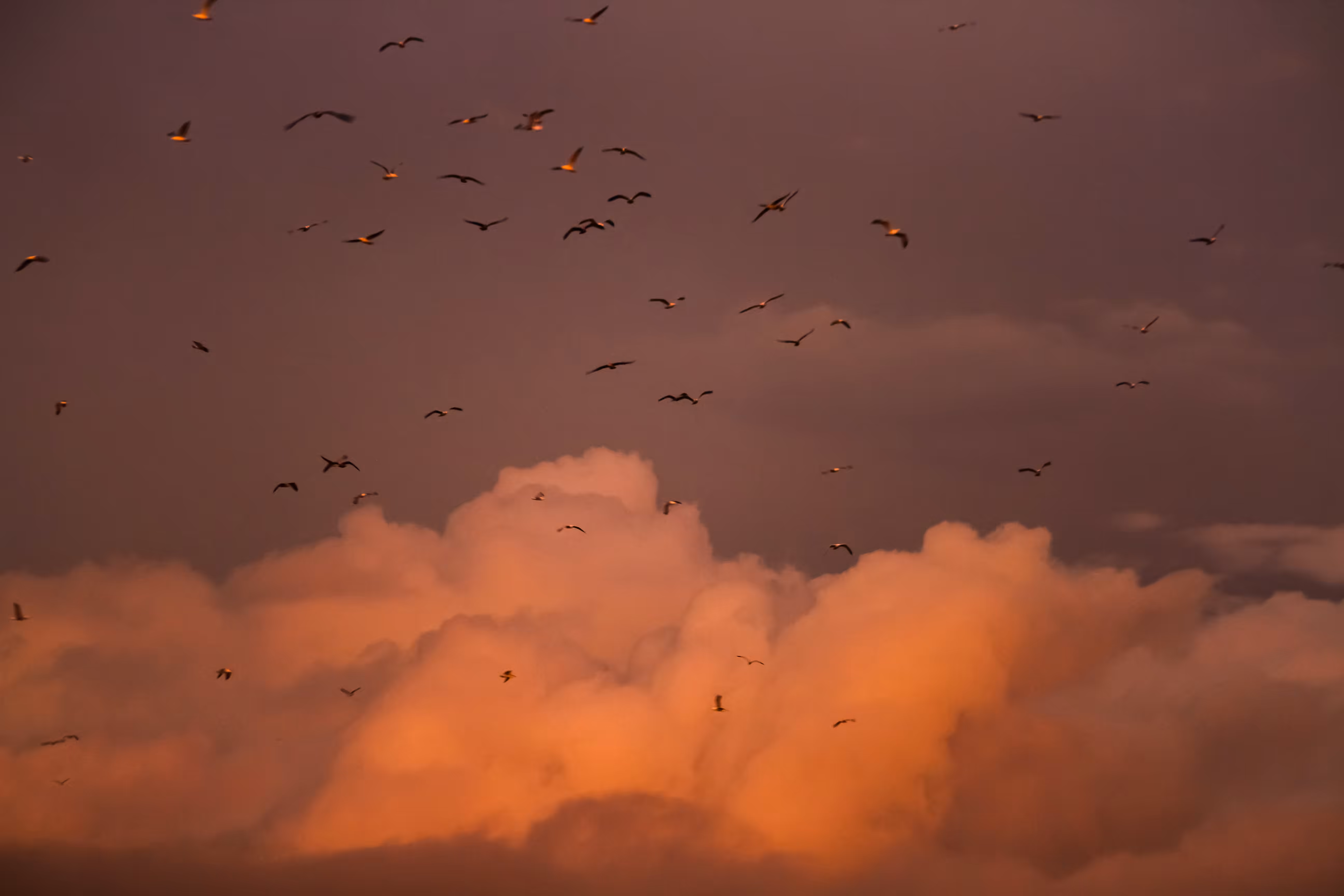 Wings Beneath the Sunset Veil