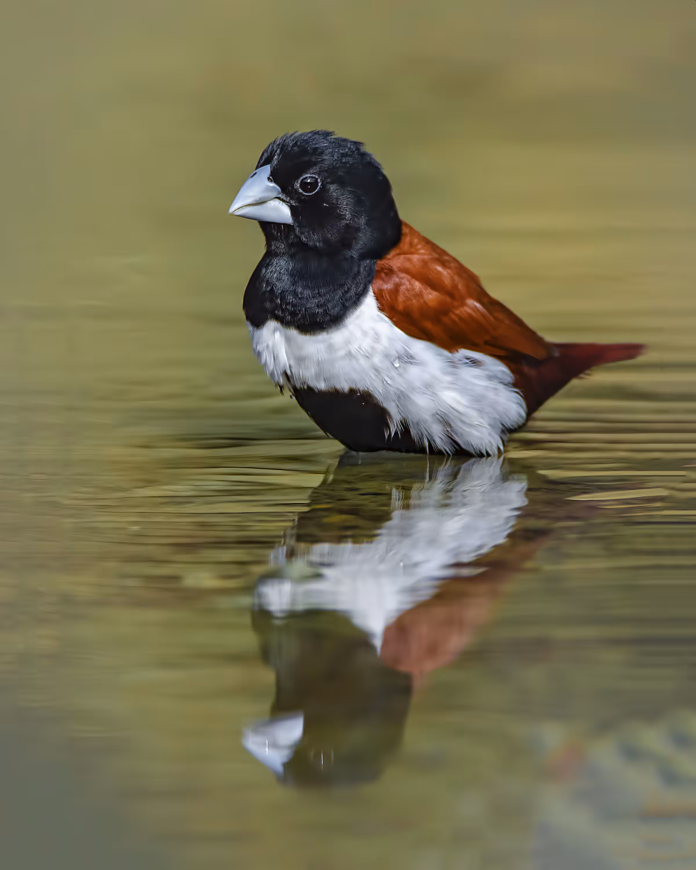Tri-Colored Munia 