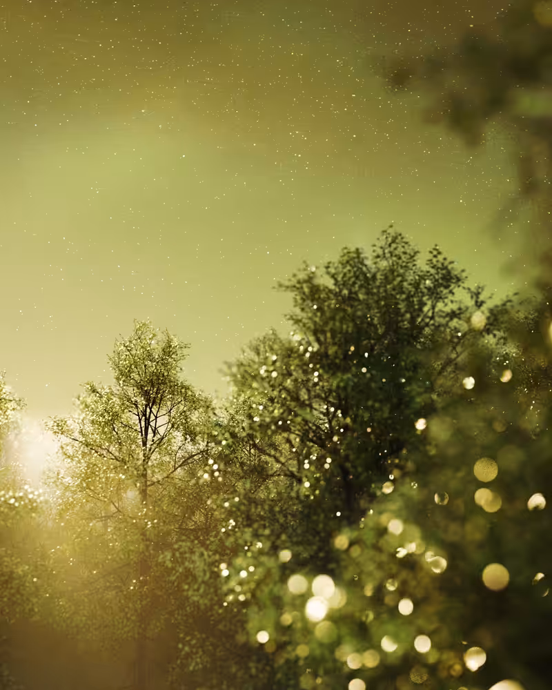 Celestial Forest