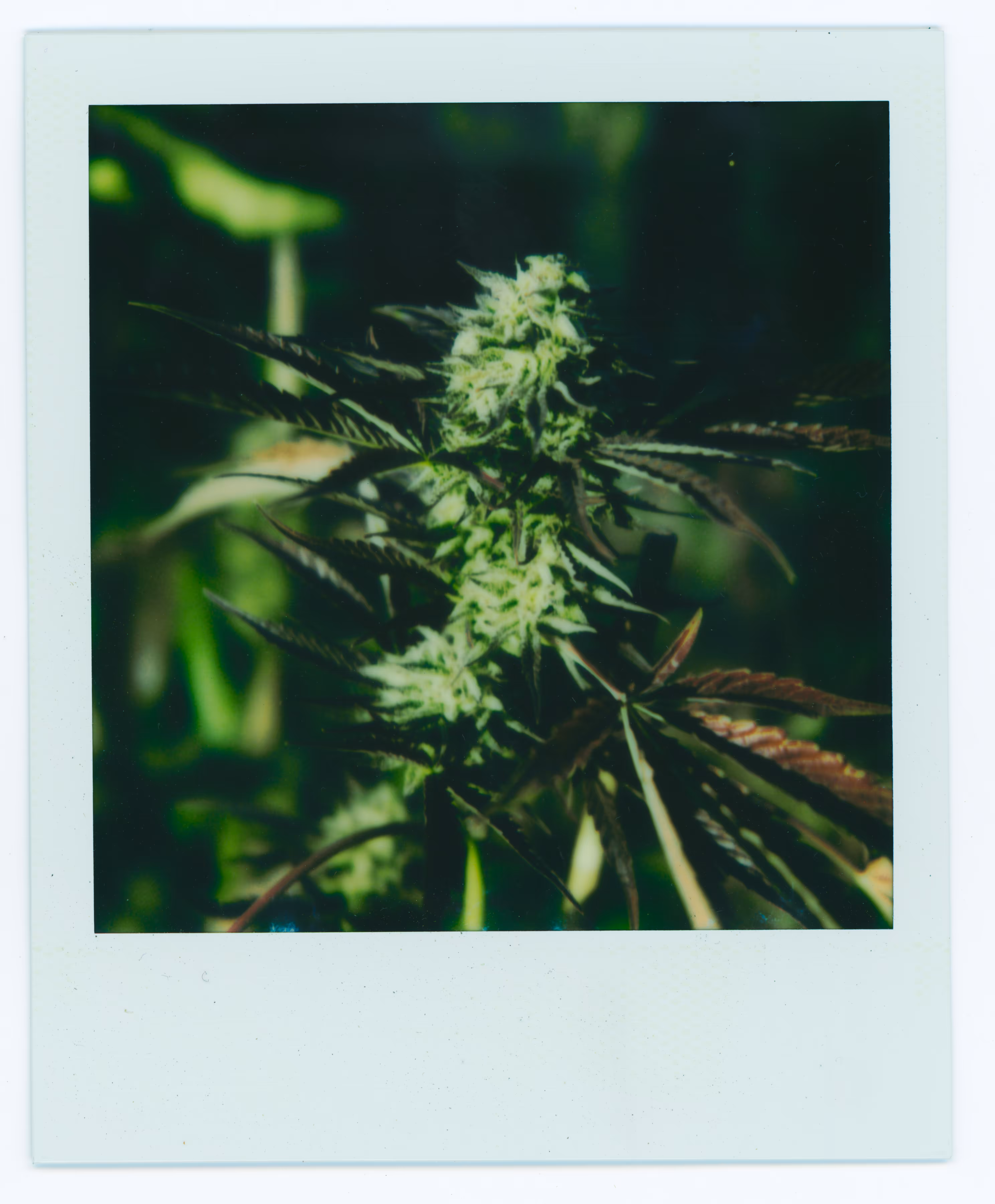 flower power, something's blooming
