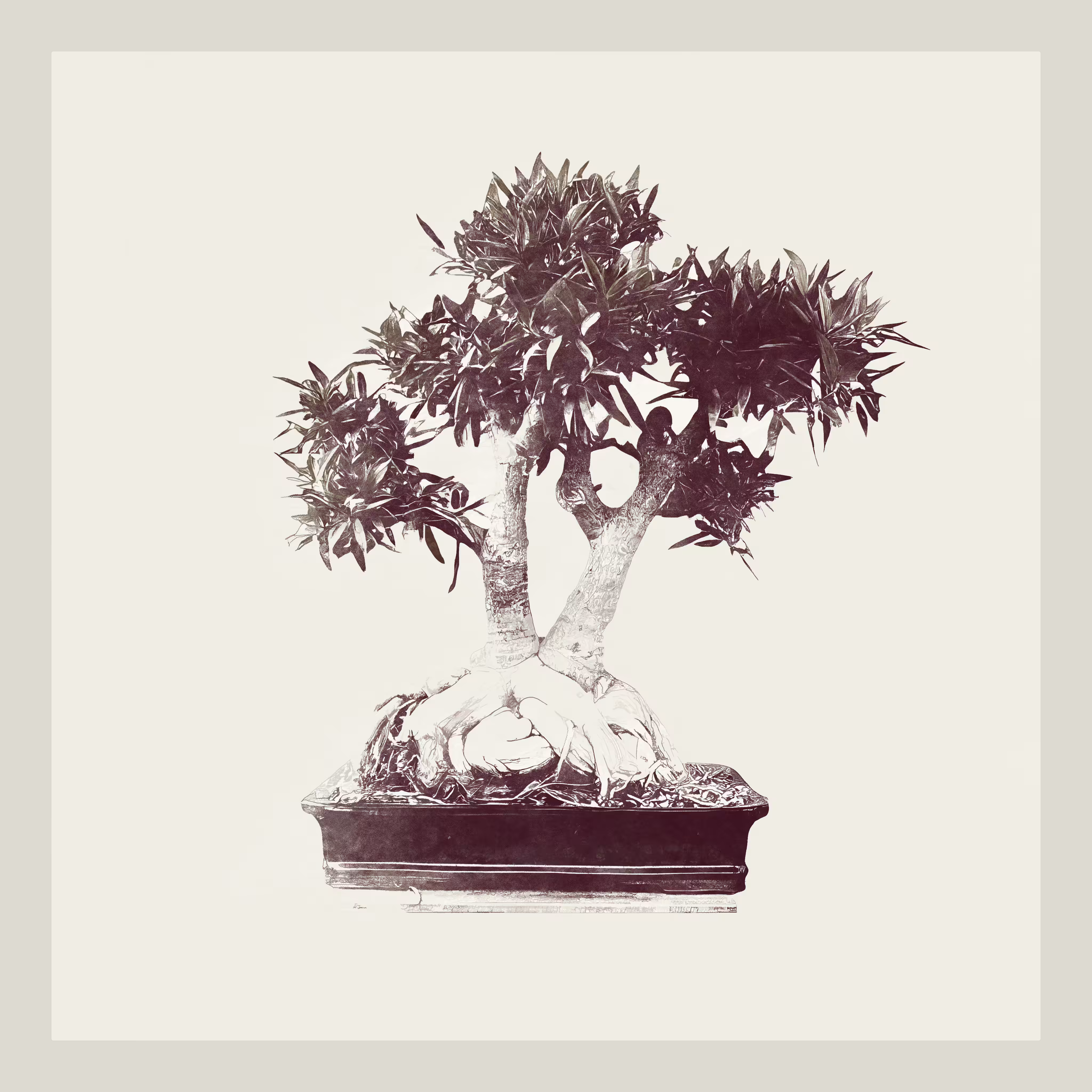 Ficus Nerifolia Bonzai generative tree