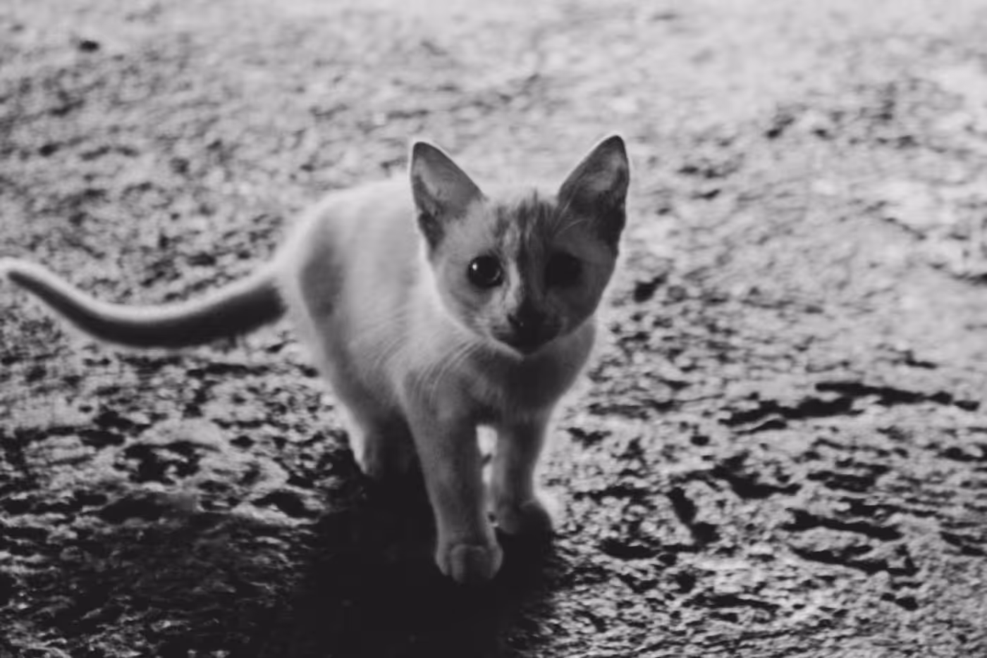 Cat's Innocence