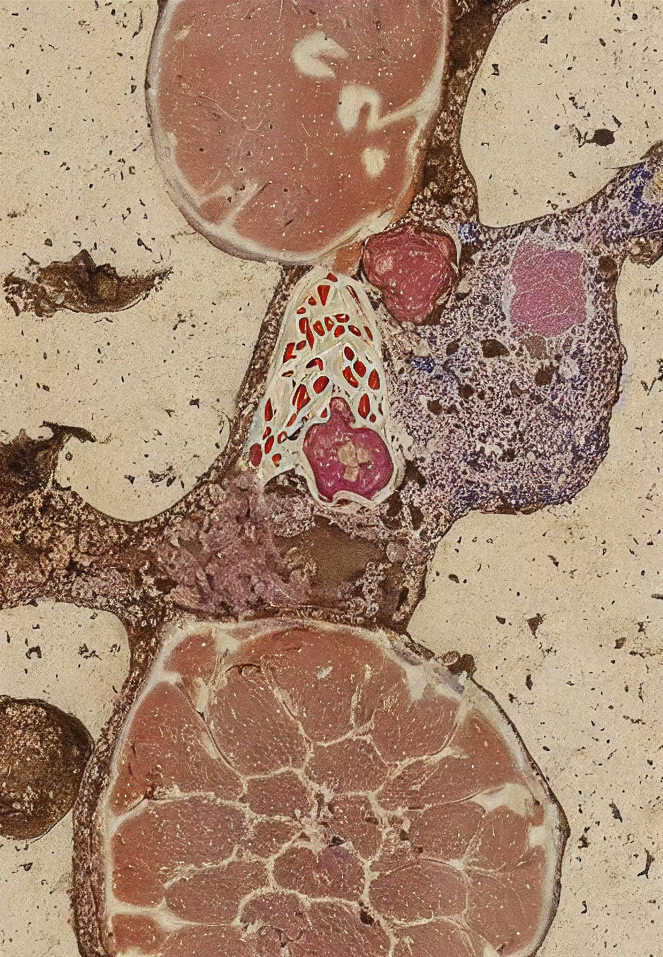 Histologia In Silico #41