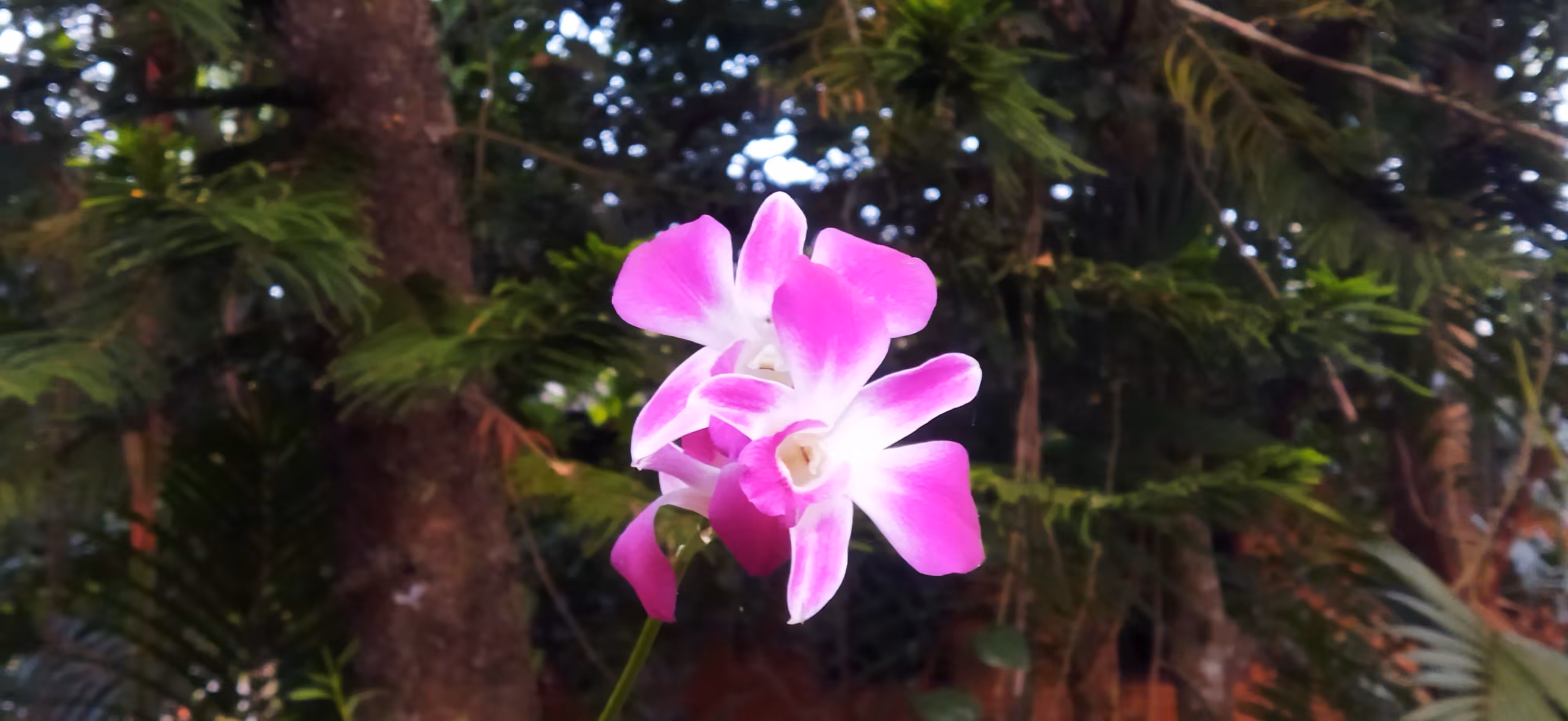 Cooktown Orchids