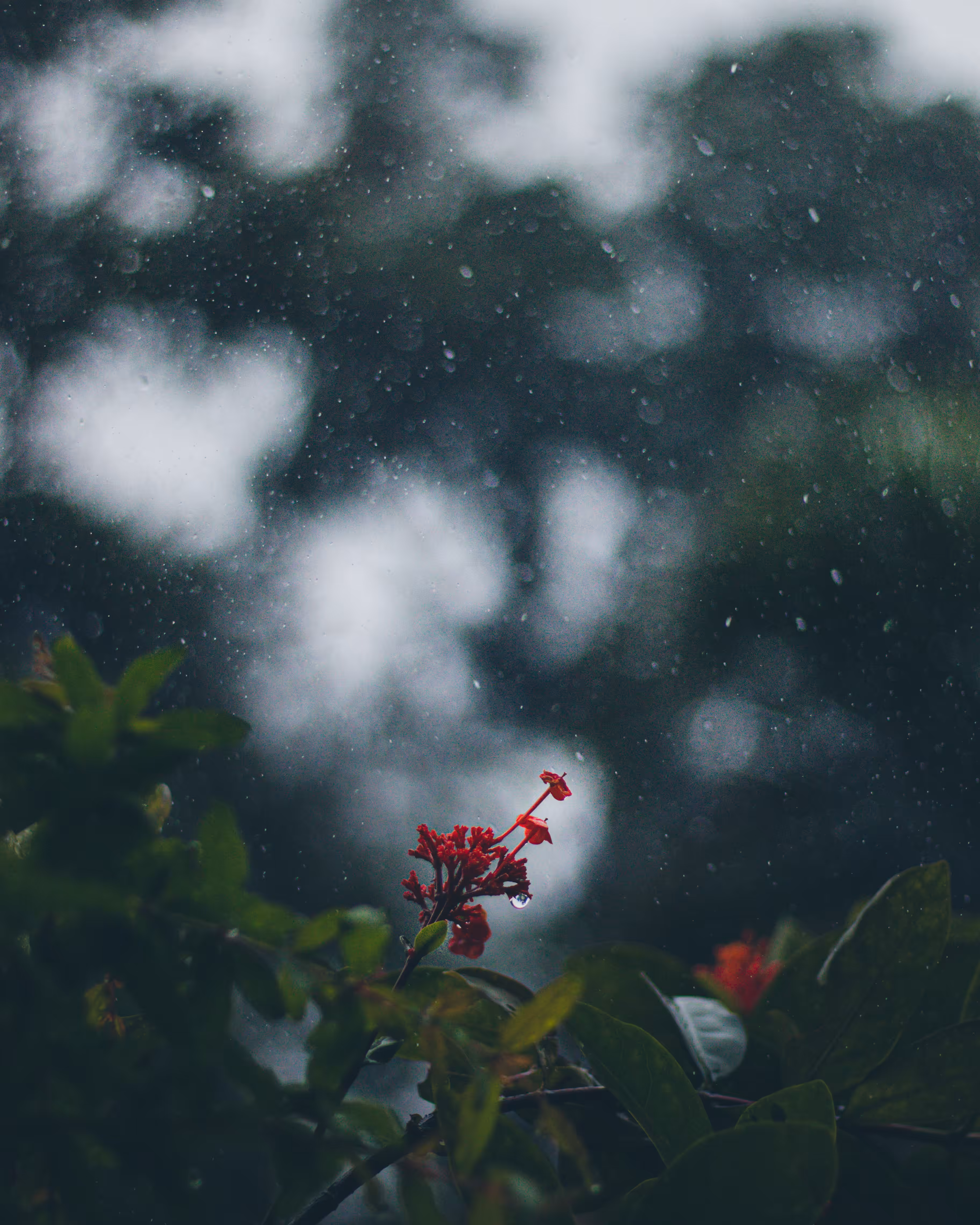 bloom #04