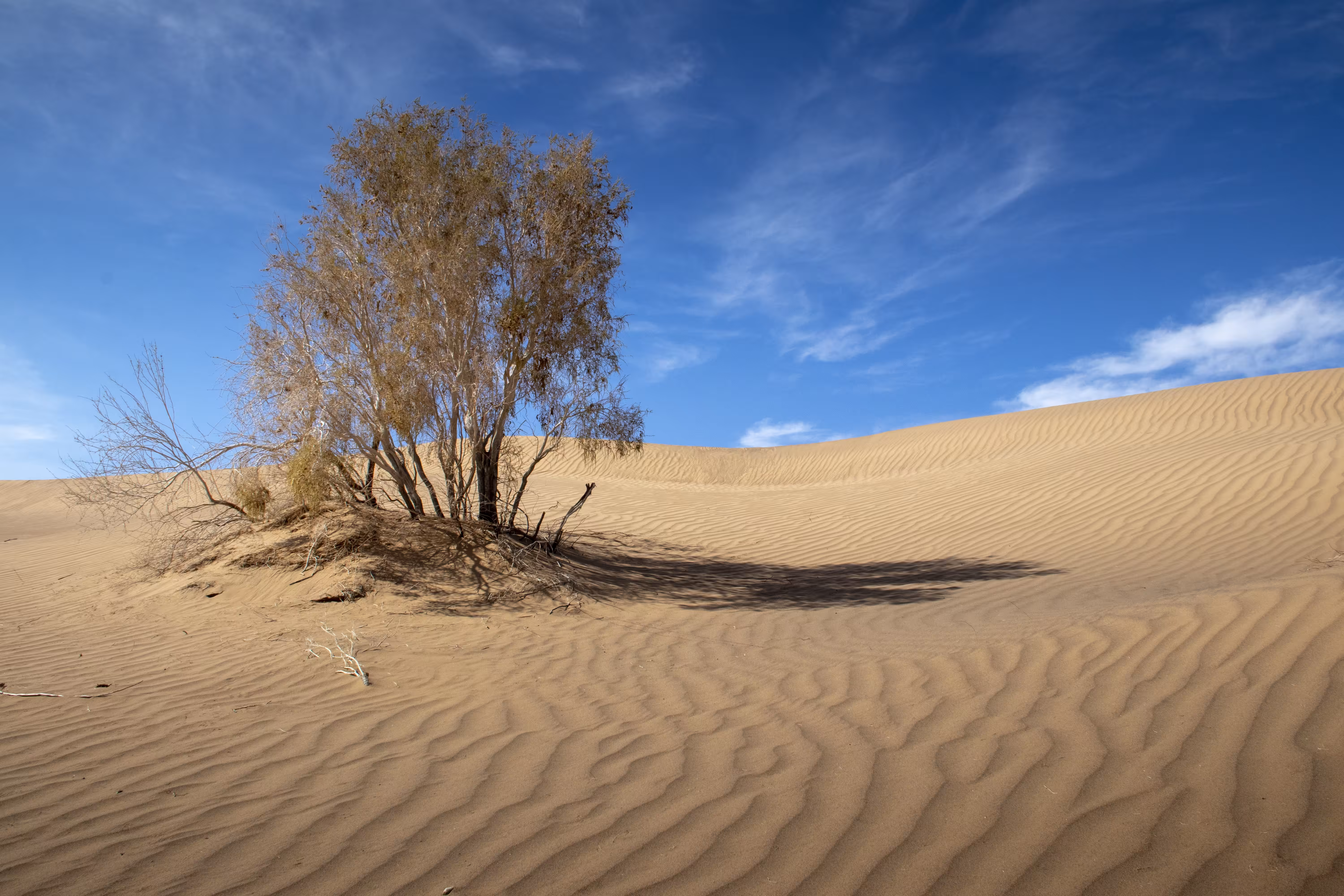 Mesr desert