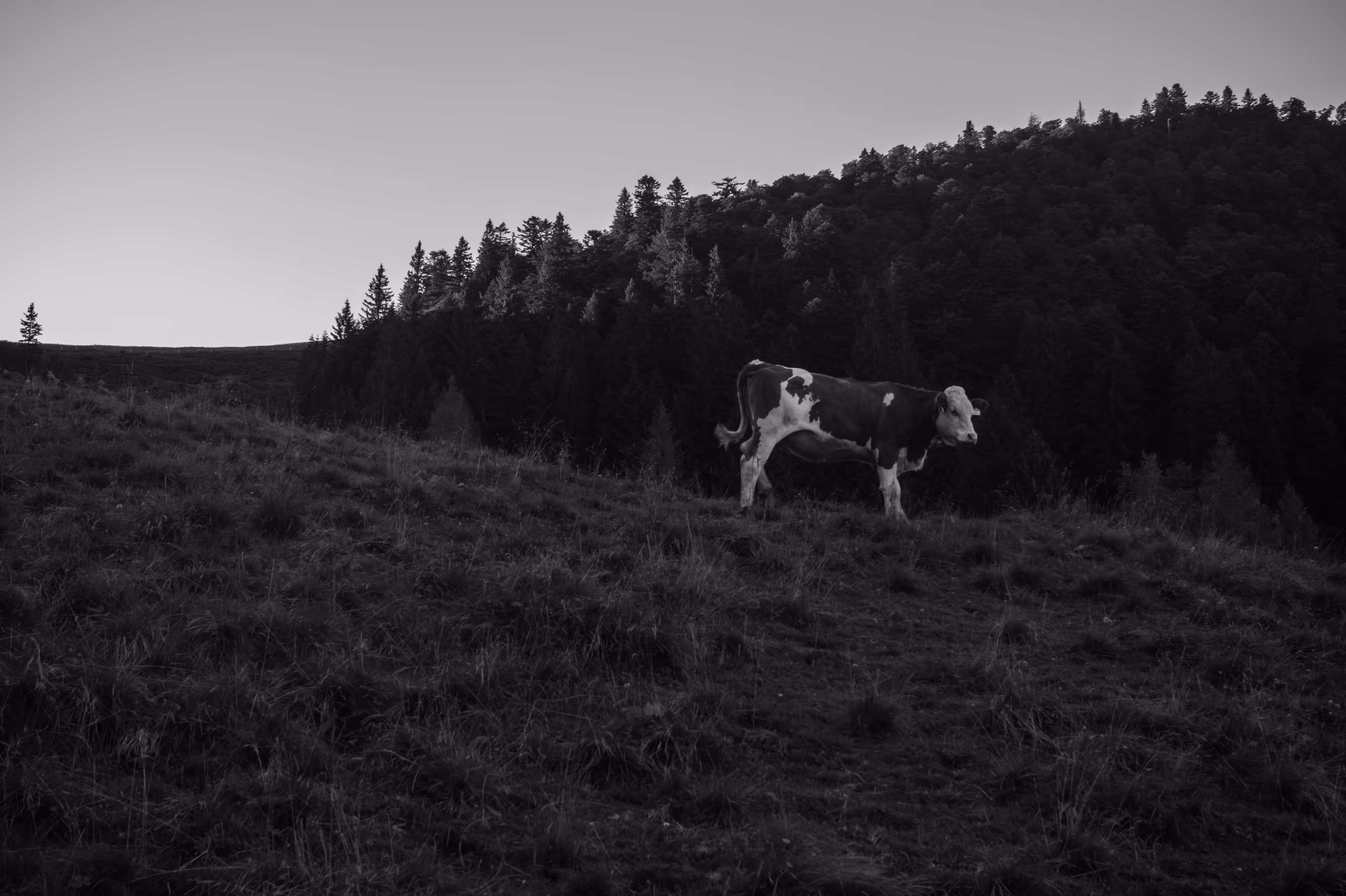 Don't have a cow, man.