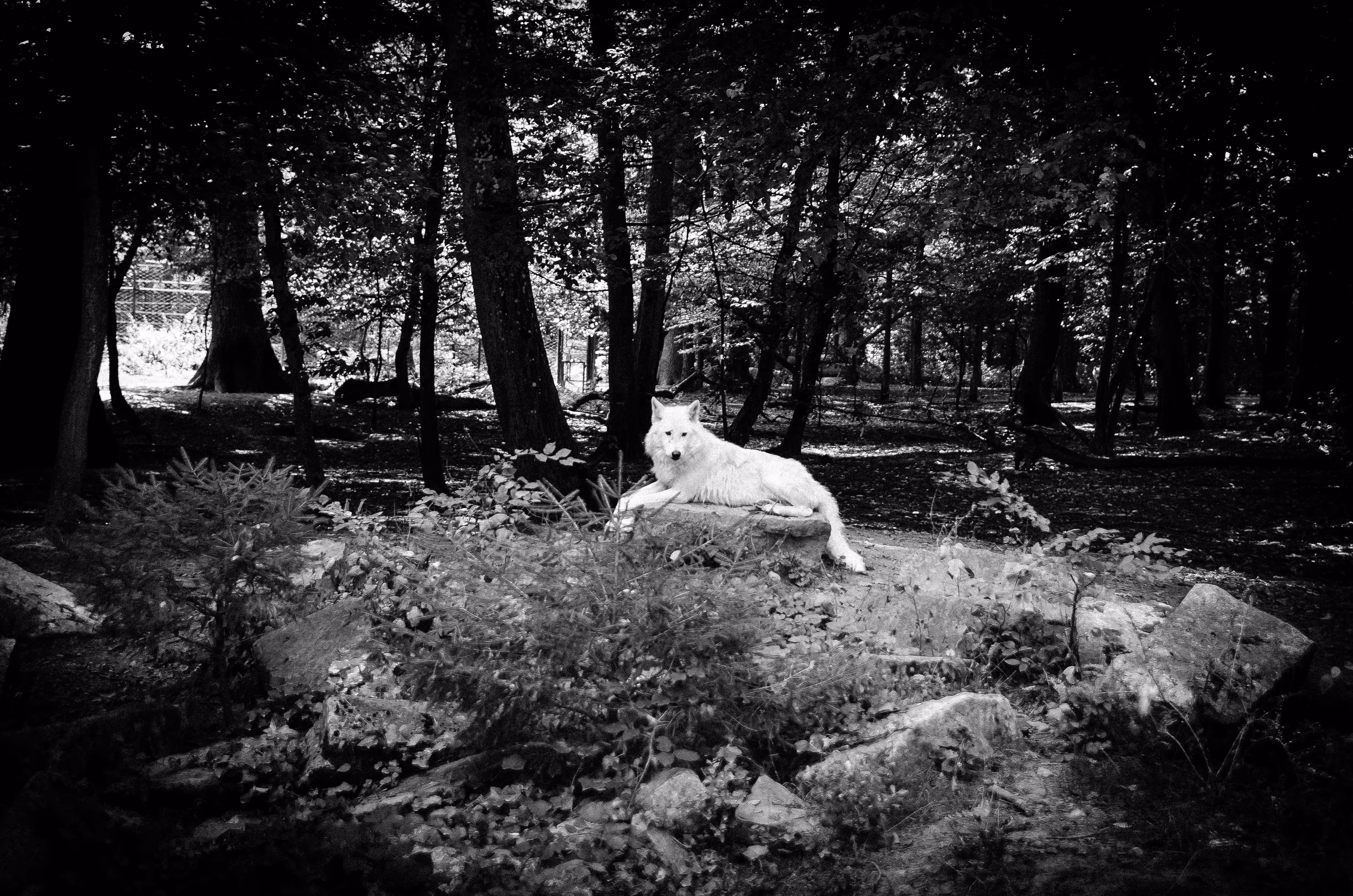 White Wolf