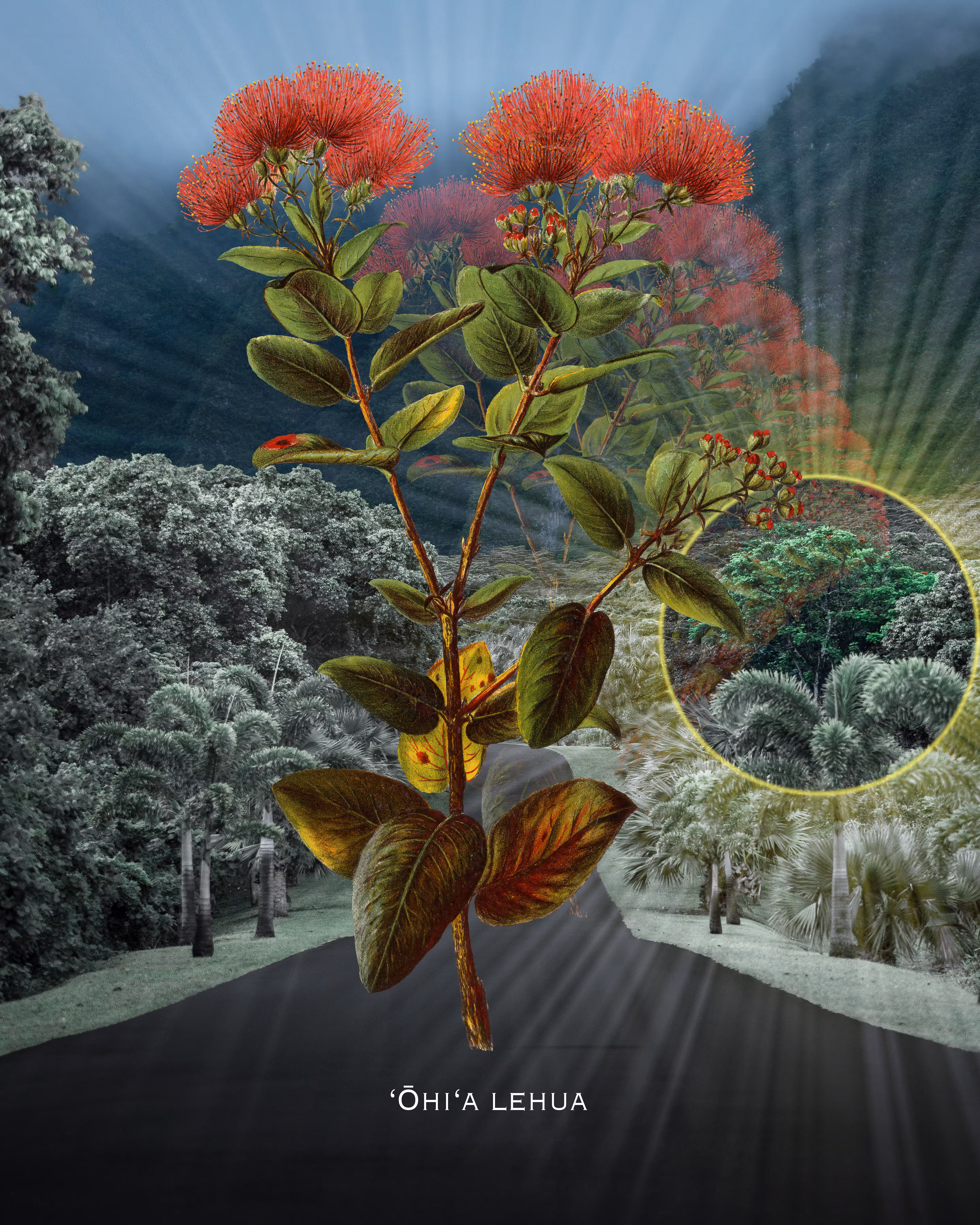 ʻŌhiʻa Lehua, the Sacred Tree of Hawai'i