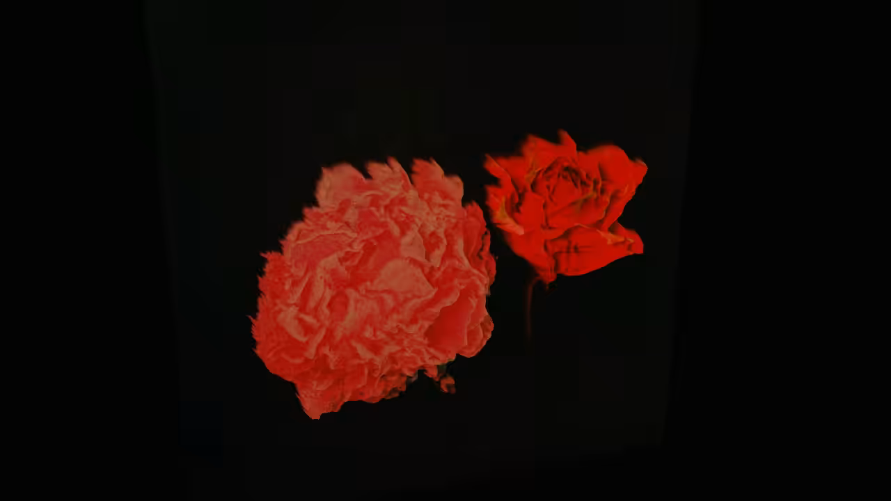 The Peony and the Rose