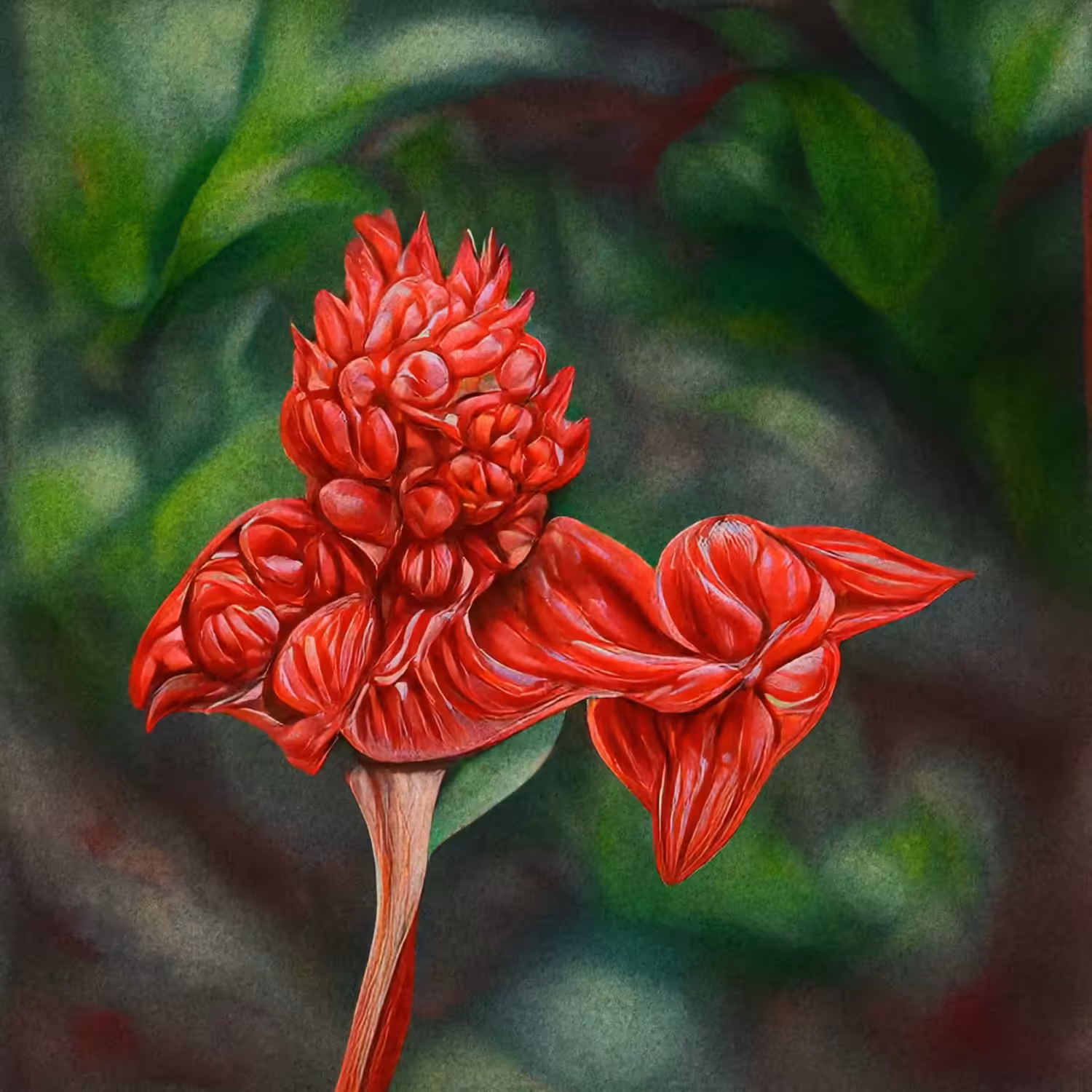 Parakaempferia Synantha