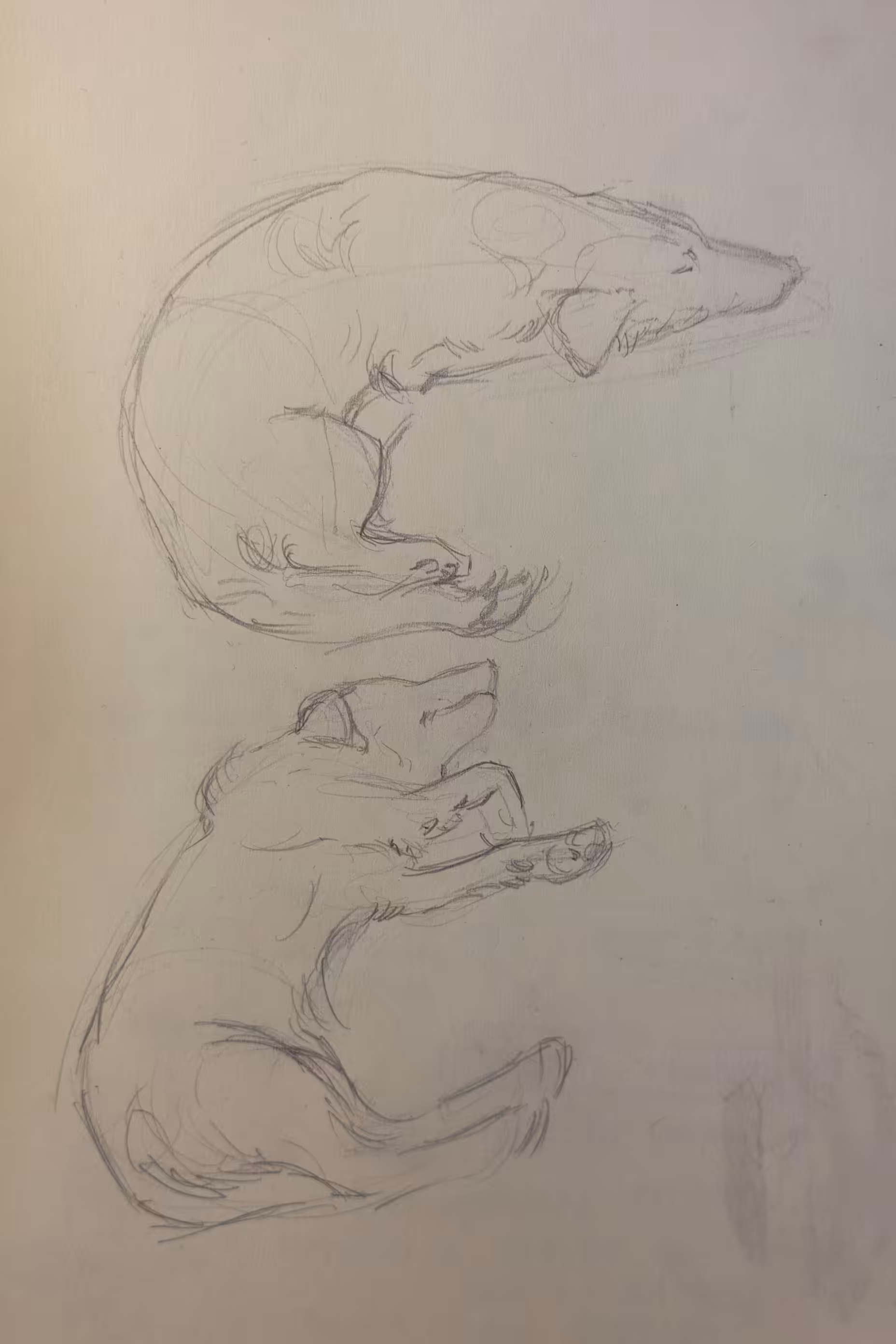 Muusa Sleeping