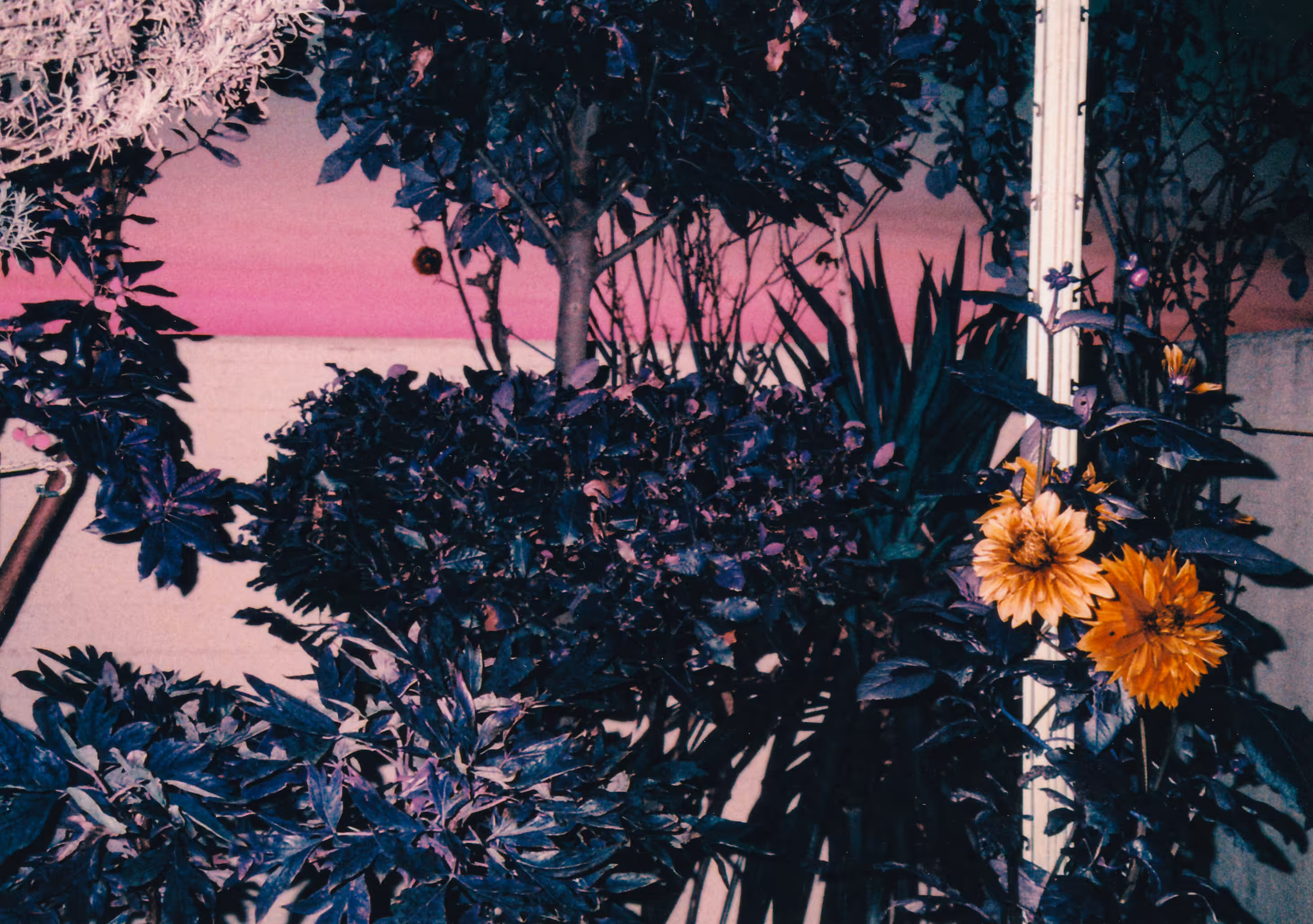 The Pink Hour