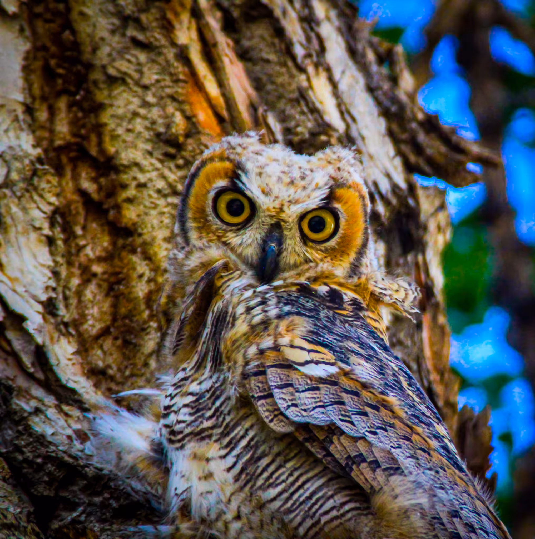 Great Horned Owl