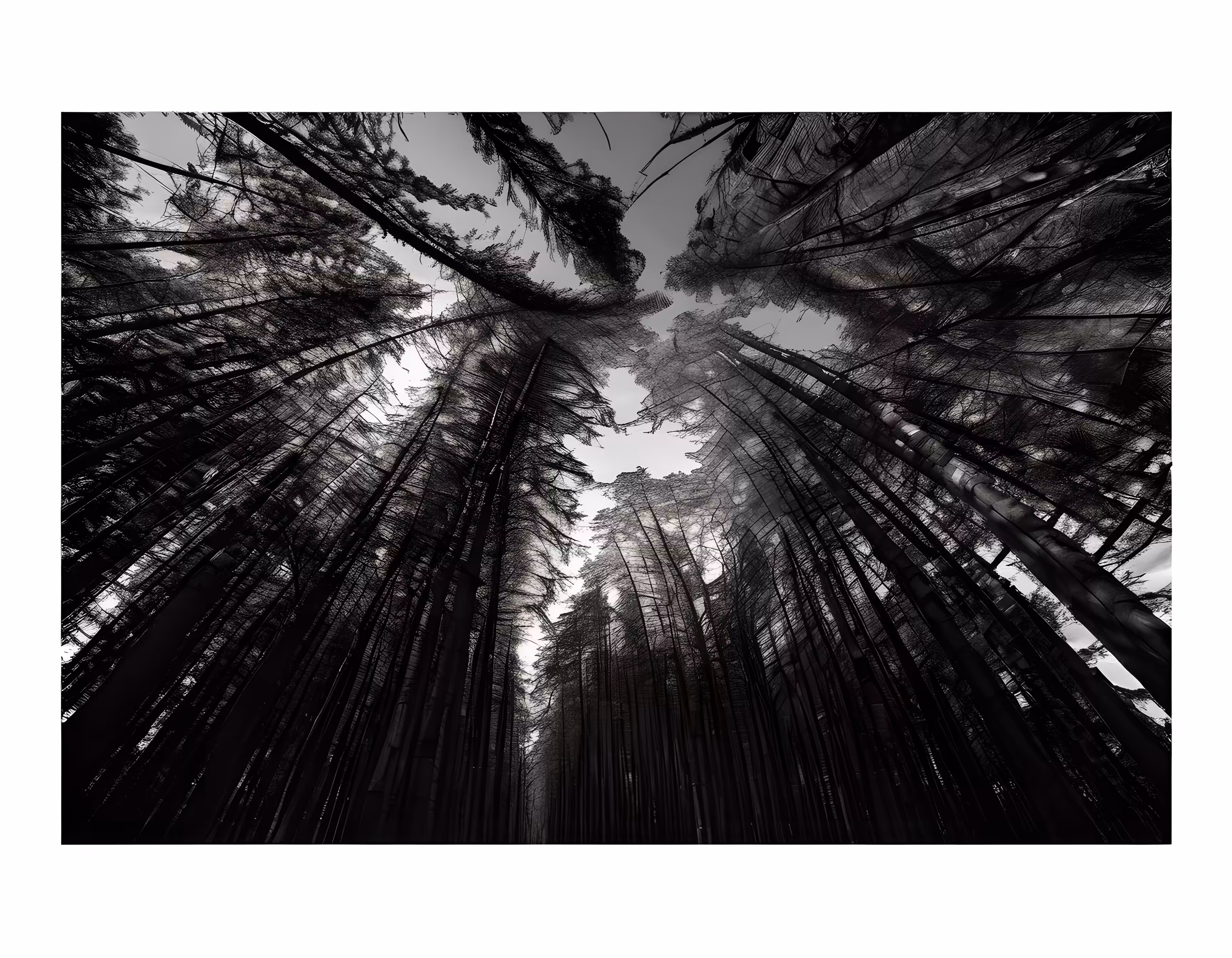 SYNTHETIC PHOTOGRAPHY RAW #67