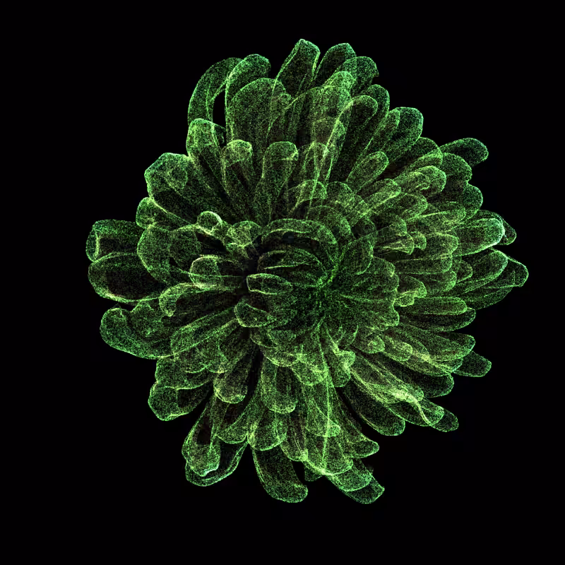 Chrysanthemum Morifolium 30 #99