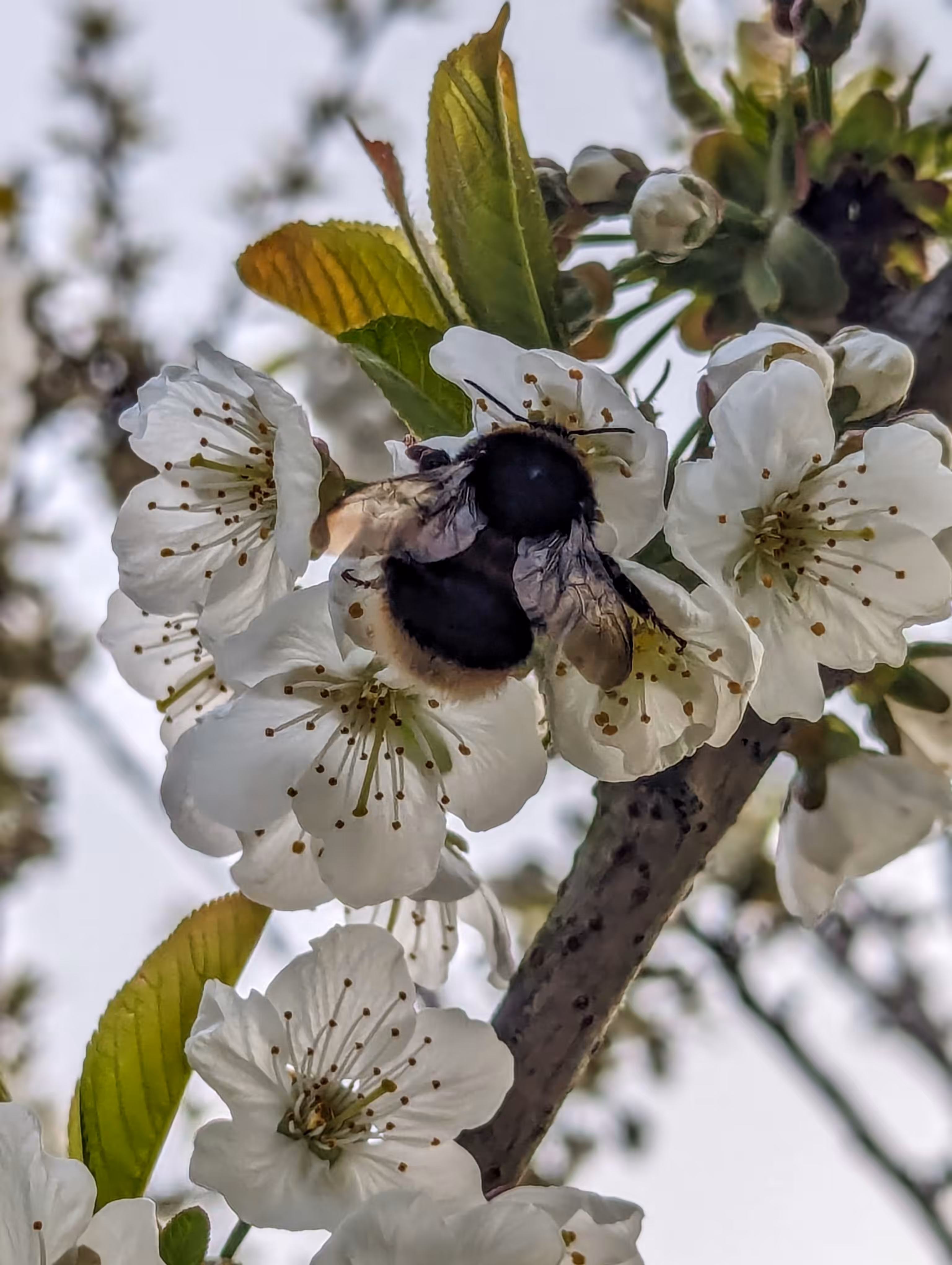 Bee of the cherry tree