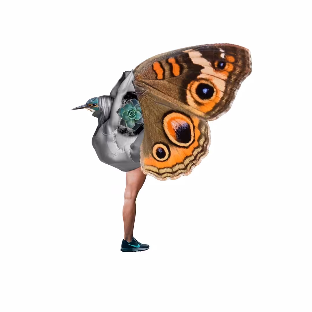 butterfly