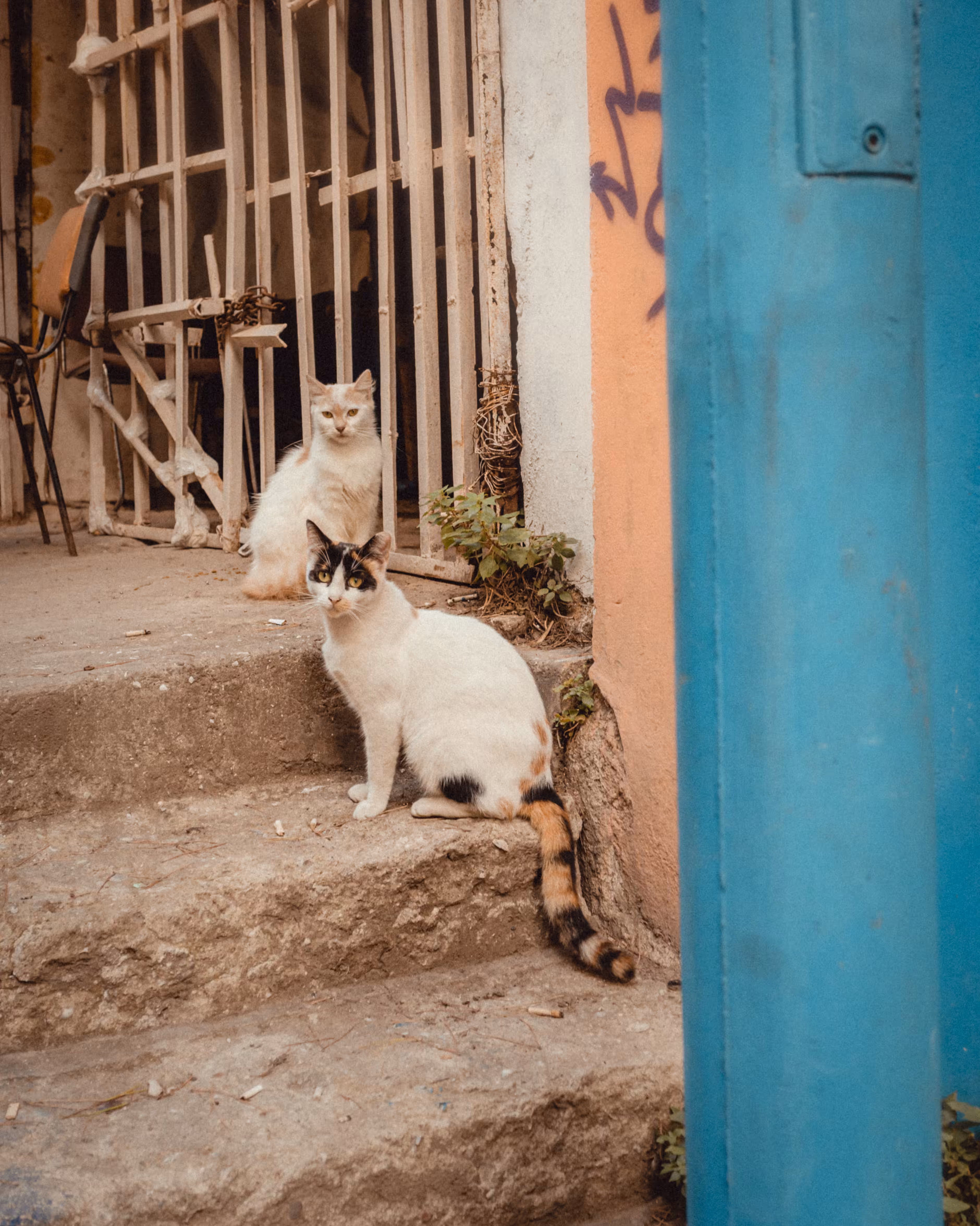 Kedi