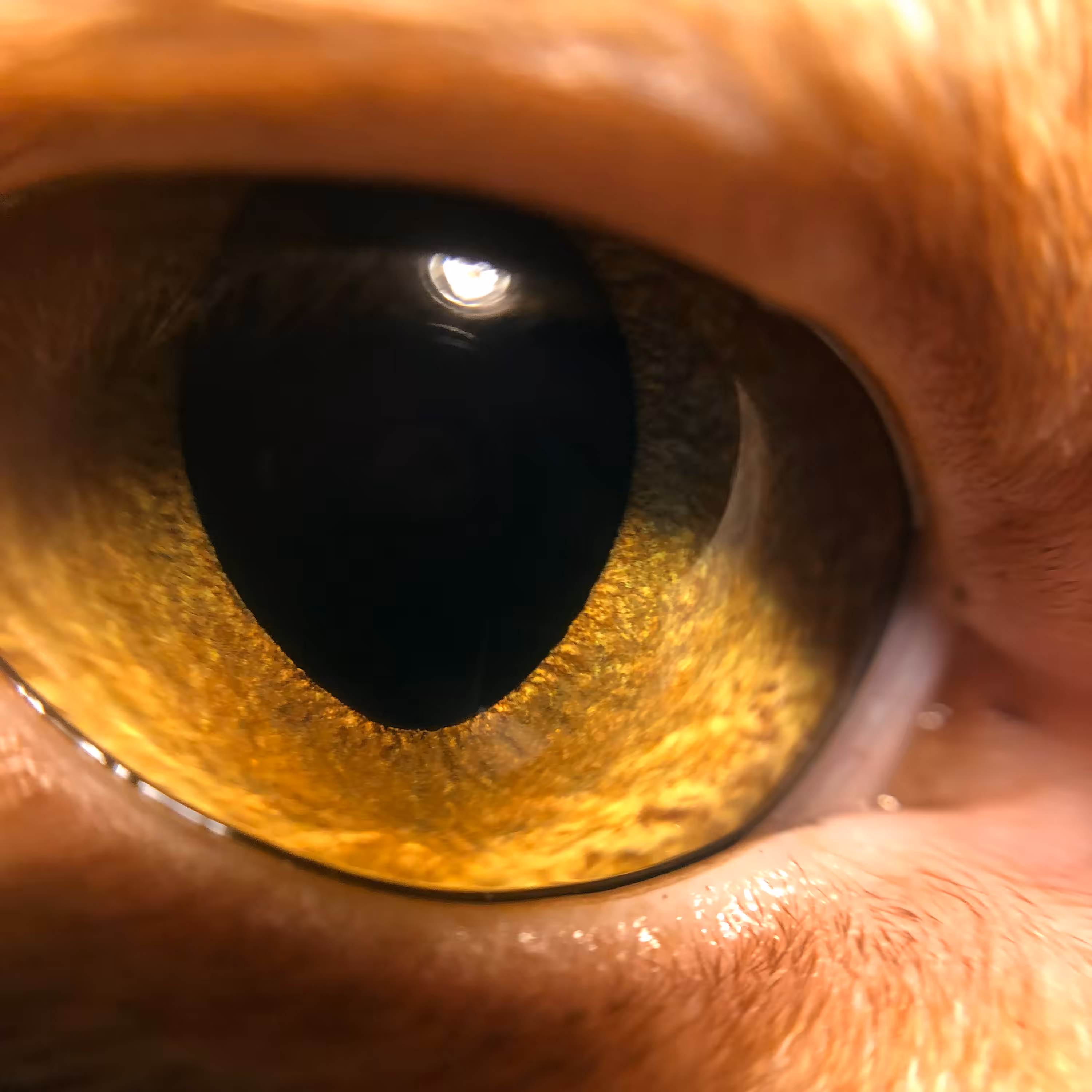 / El Gato \ #1 Uno