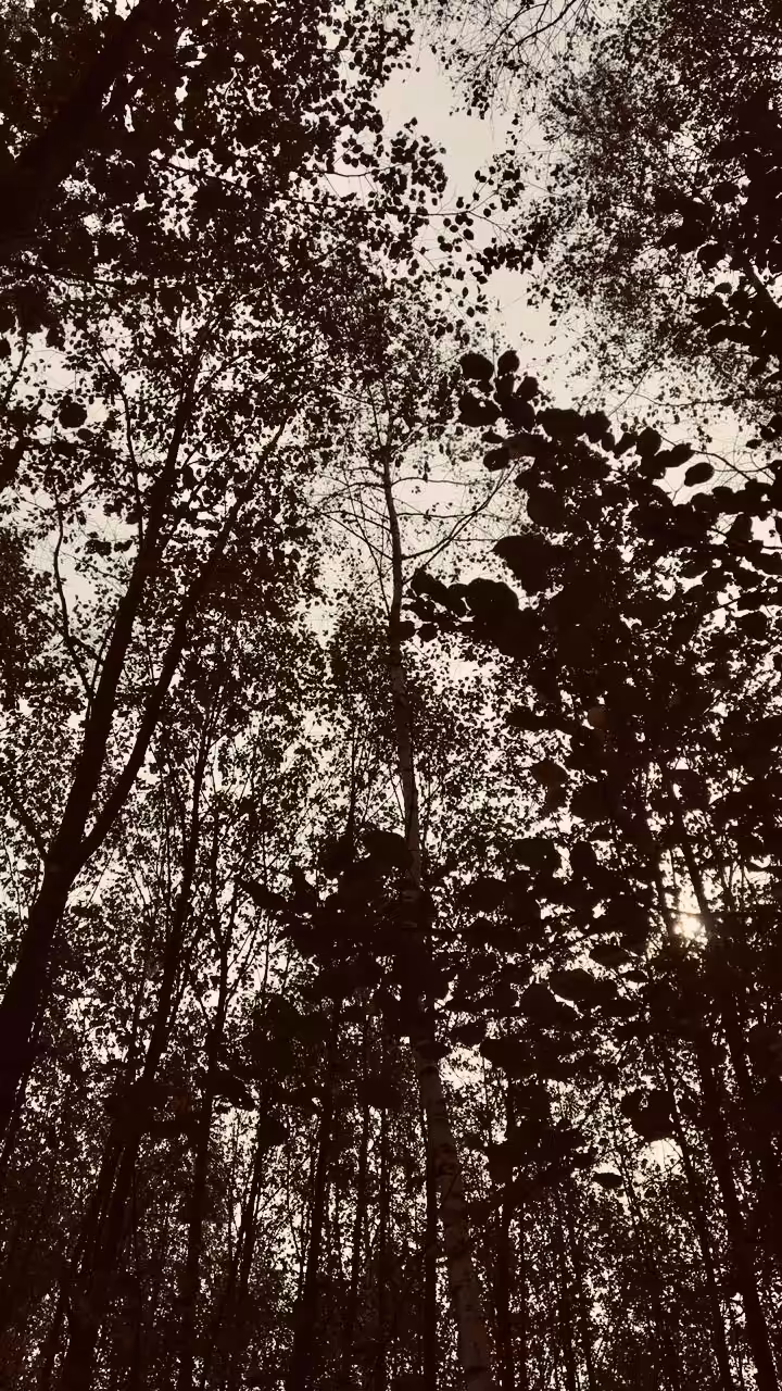 Gloomy Forest