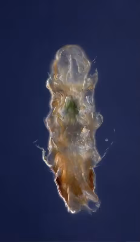 TechnoPhytoplankton