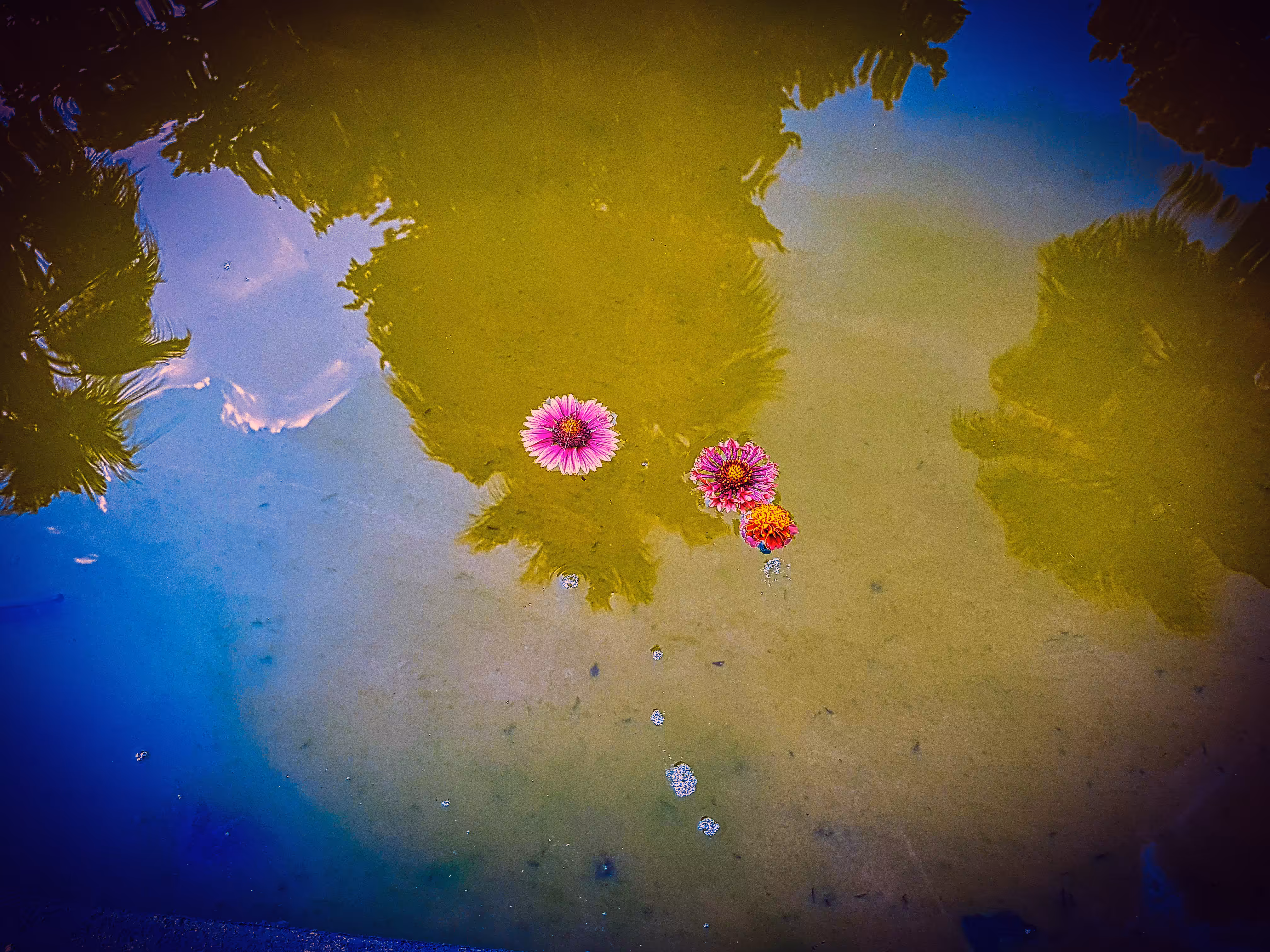 The destiny of flowers