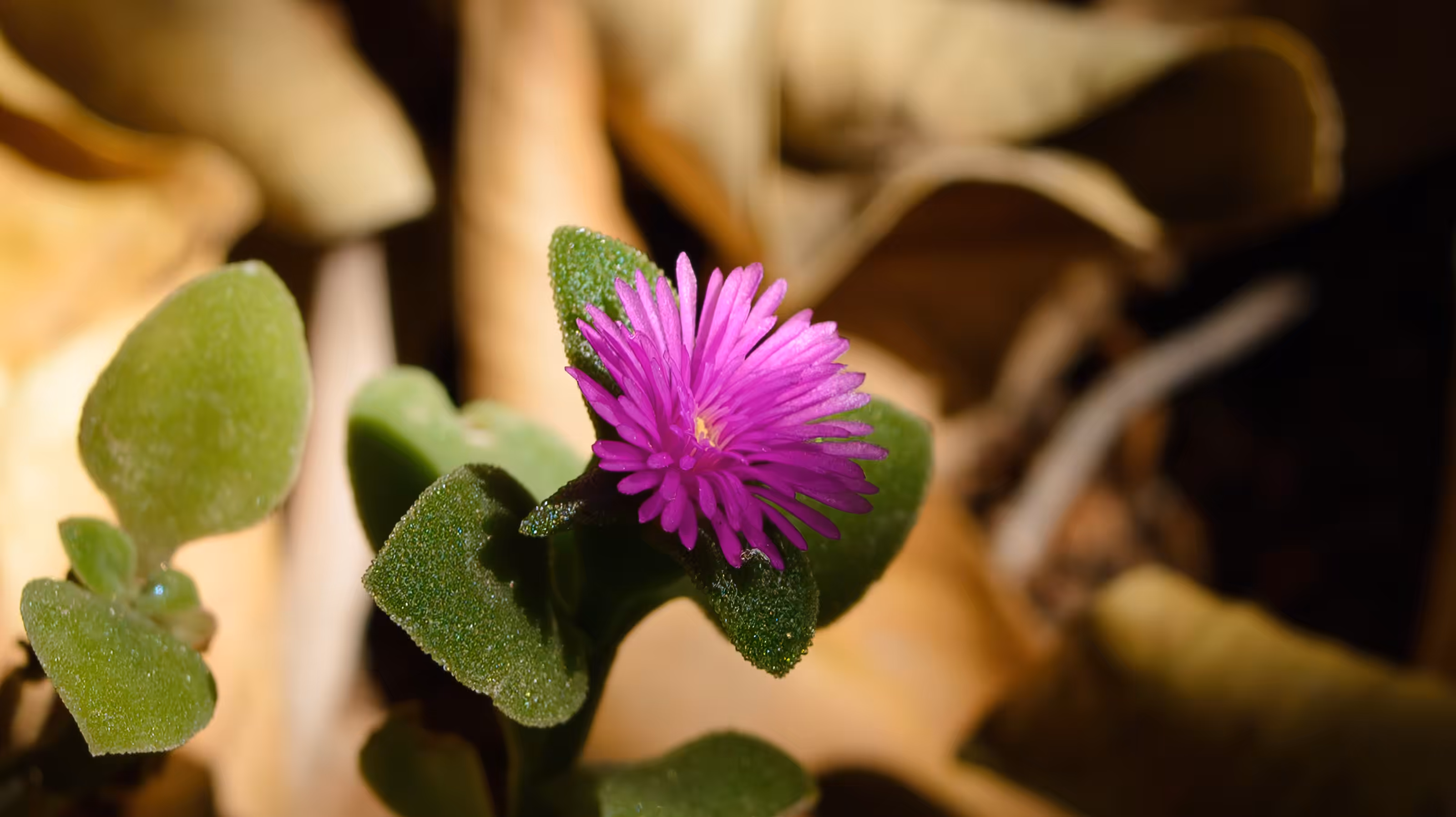 Purple Petals
