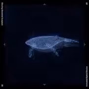 Whale 2D-3D
