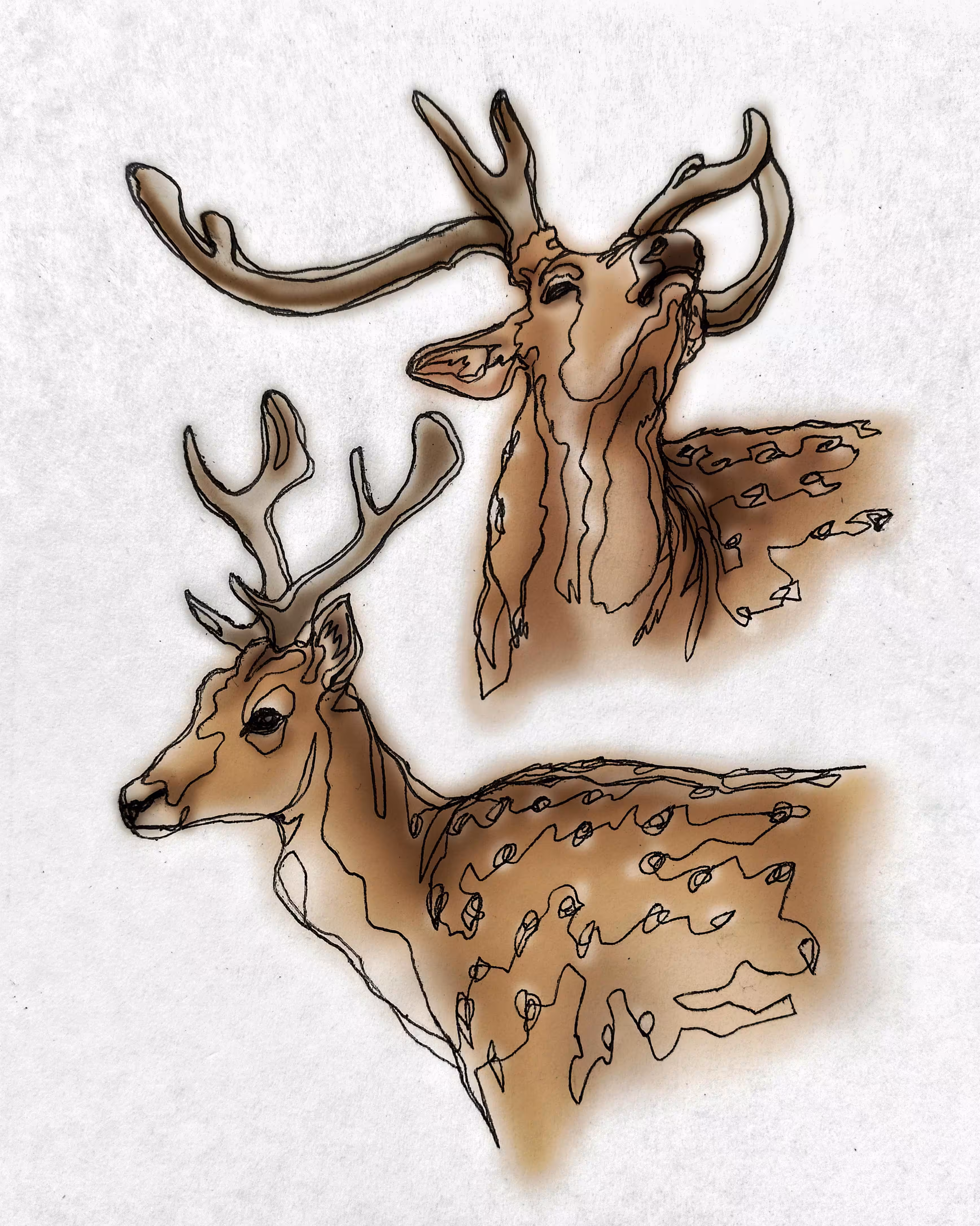 Persian fallow deer