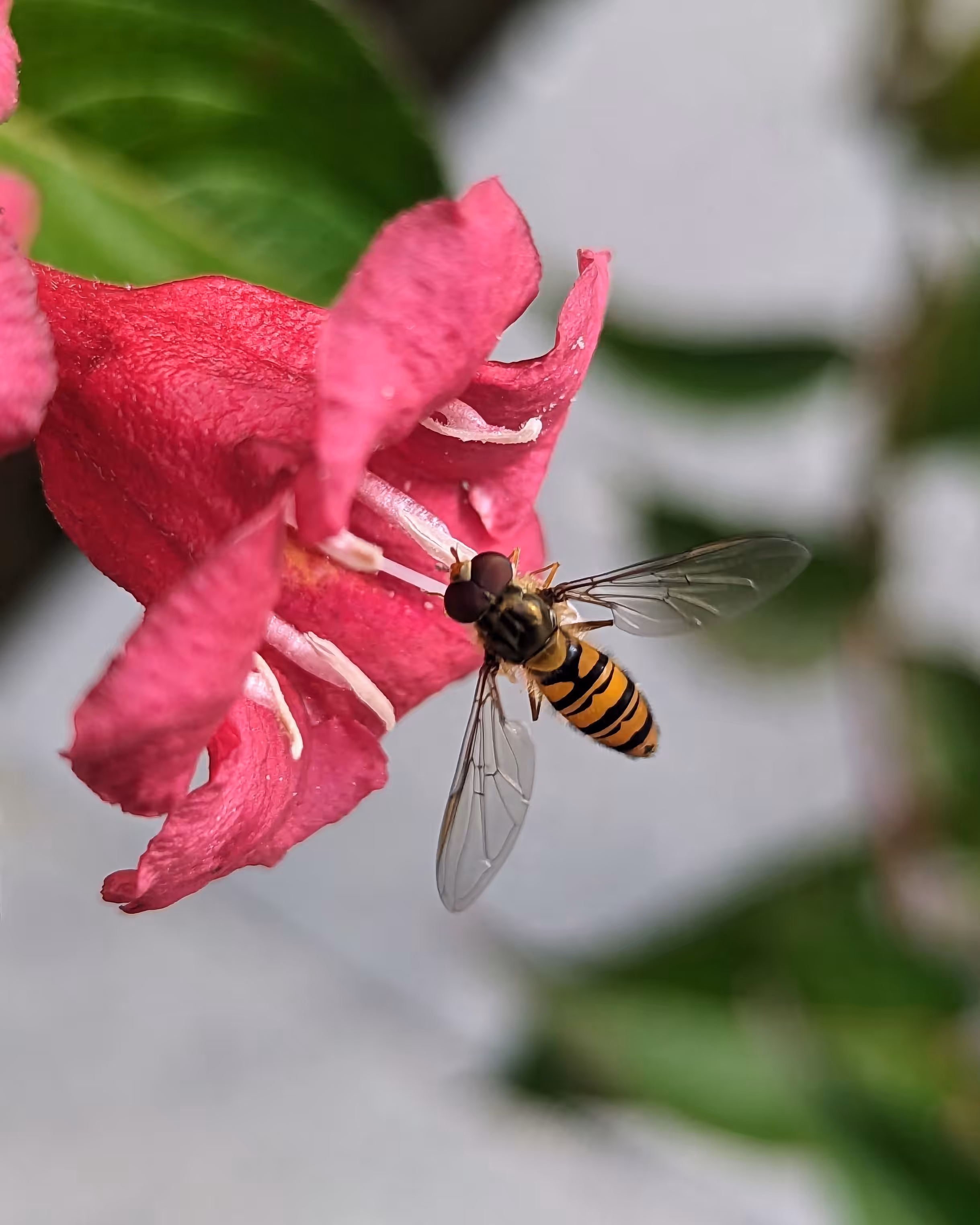 Hovering