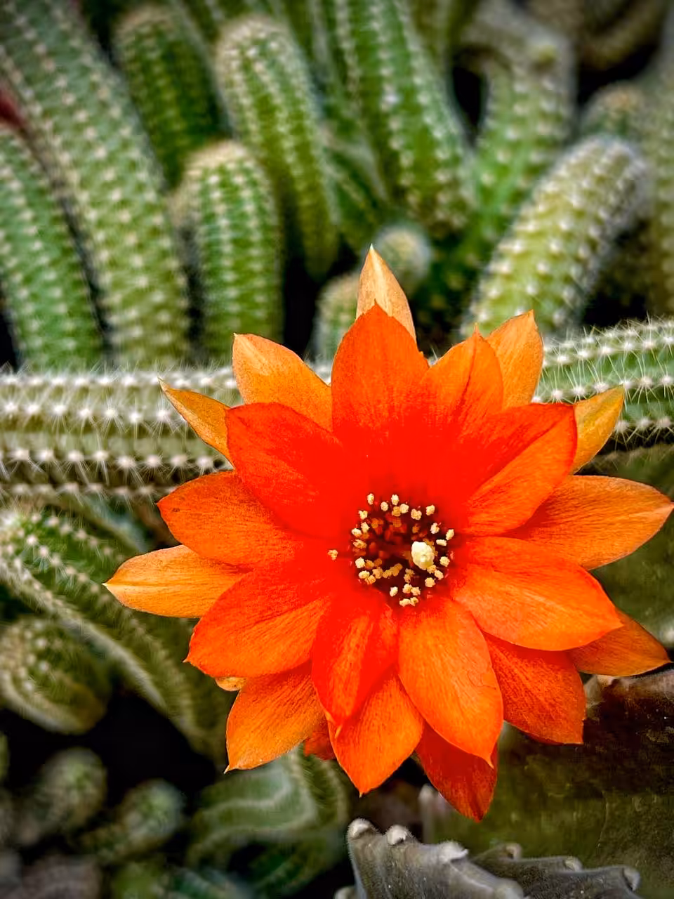Dance of Flower in Thorns 🌺🌵