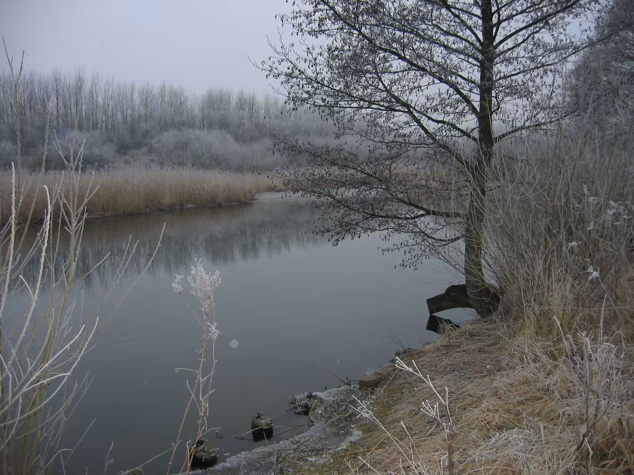 Winter's Embrace