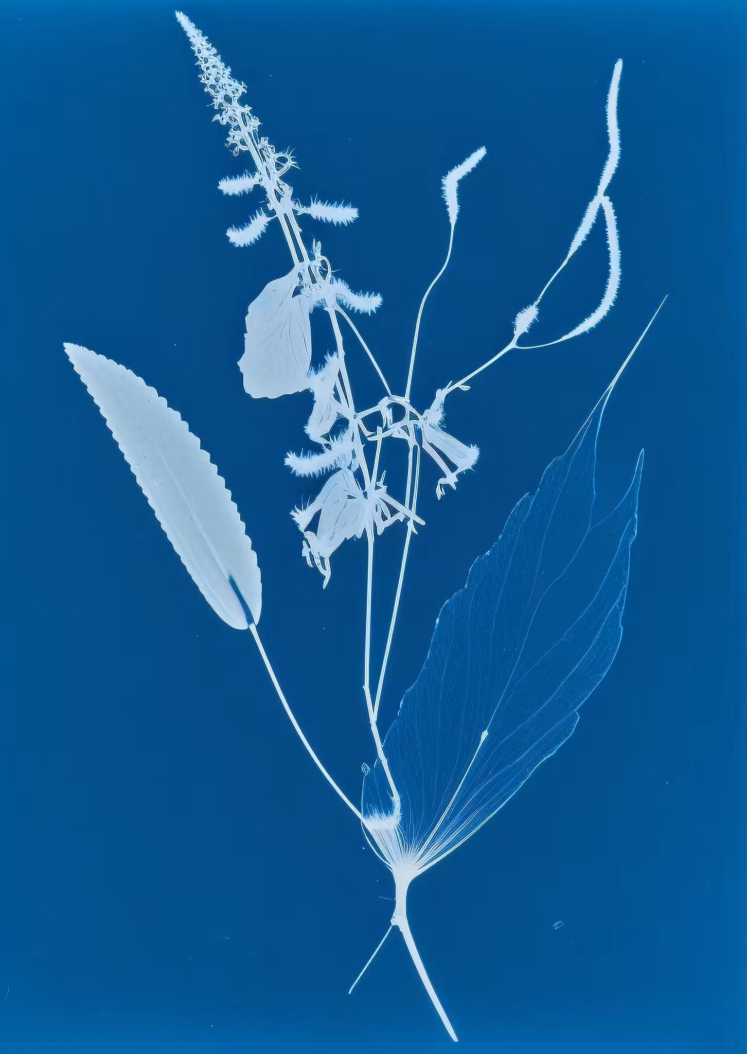 Garden Specimens, Photogenic Drawing (cyanotype), 1855