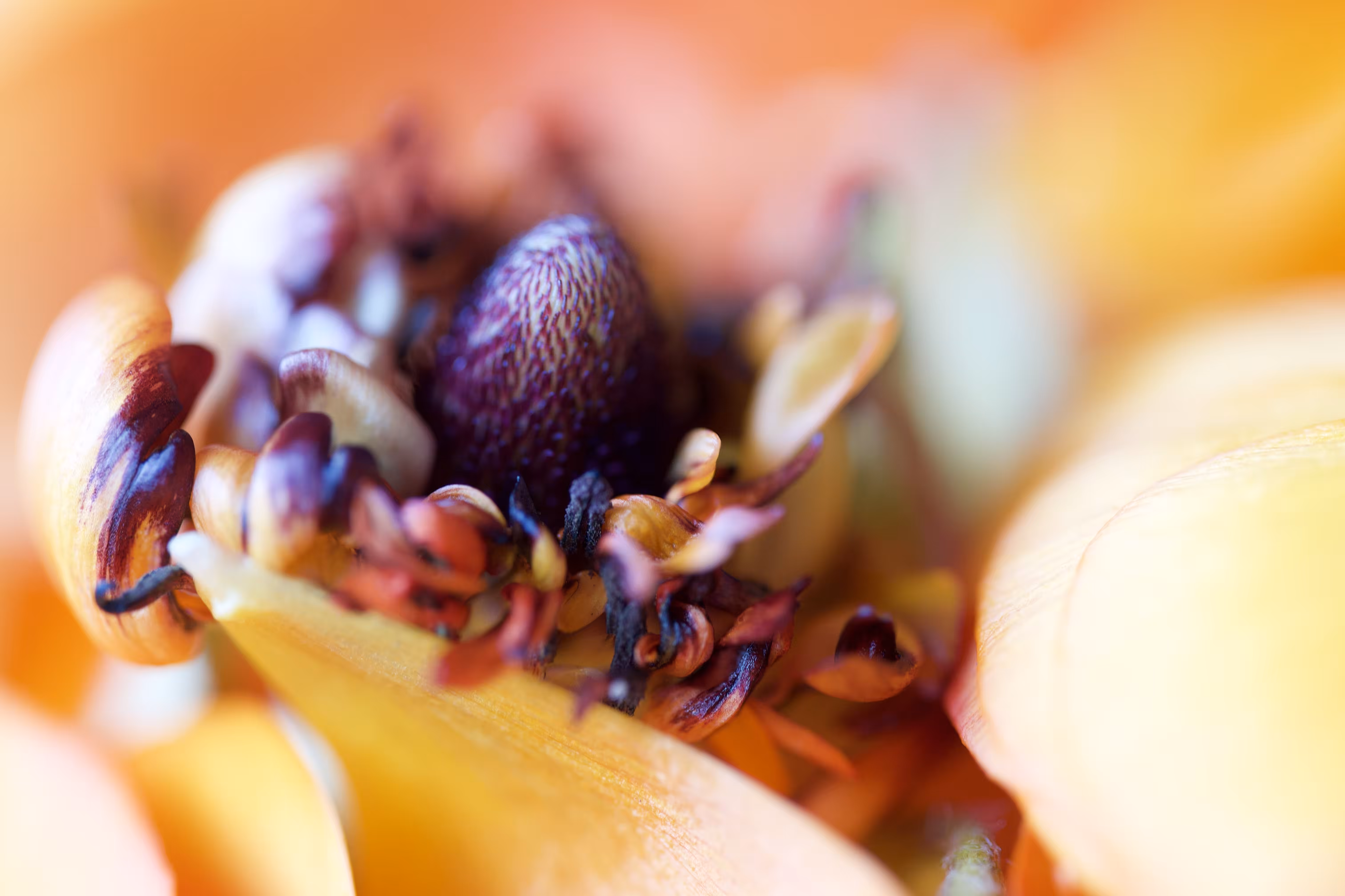 ranunculus macro