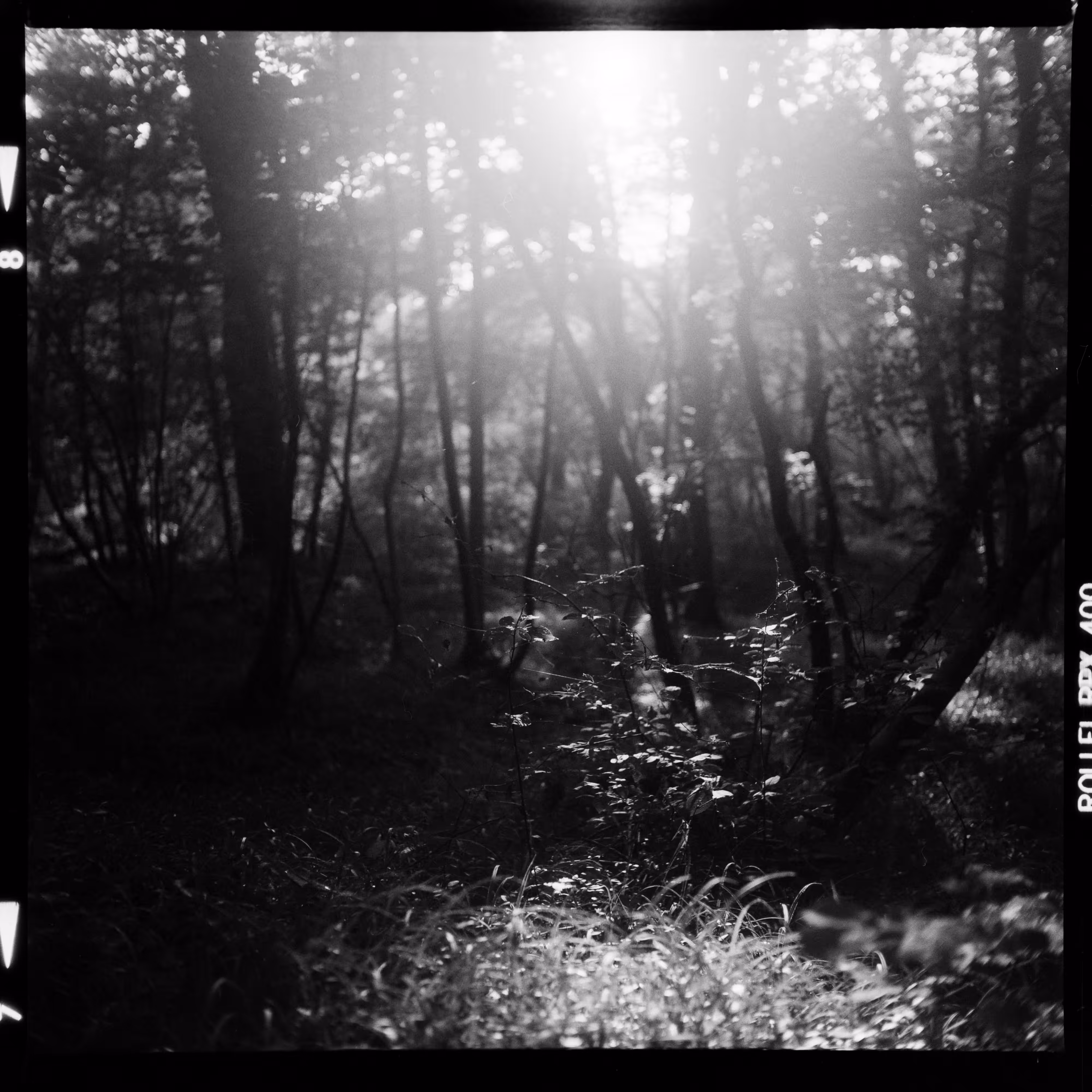 ...last light of the day