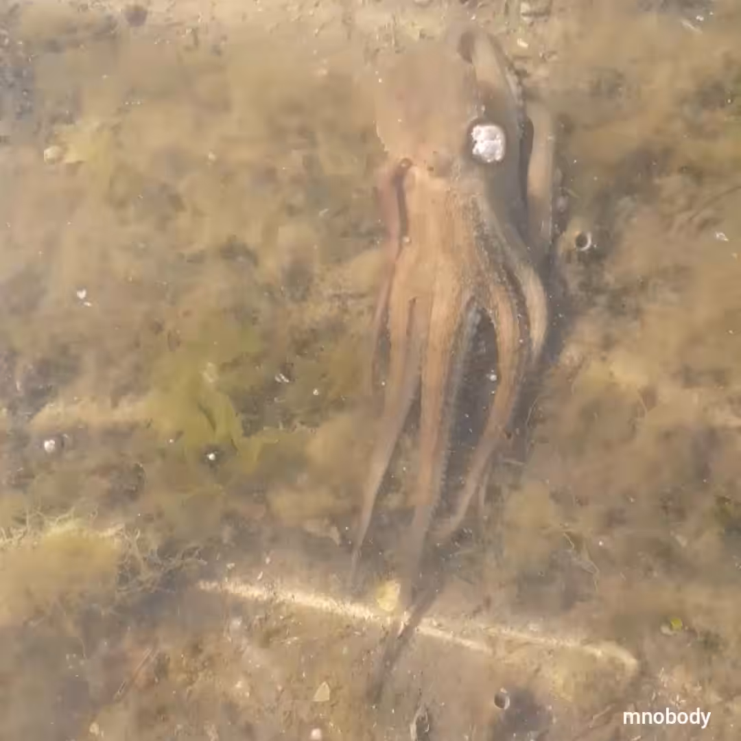 Octopus 
