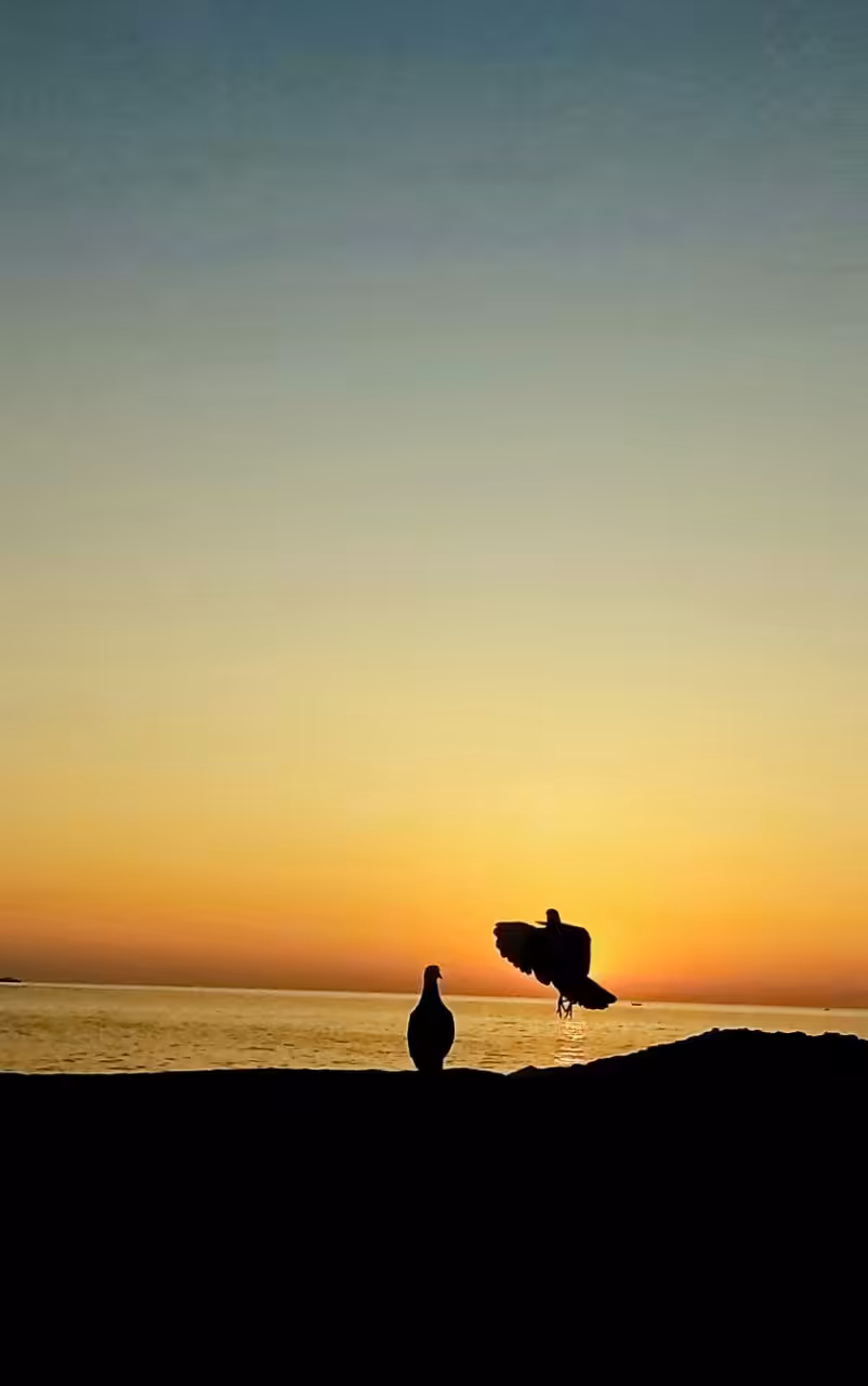 Hope & Freedom