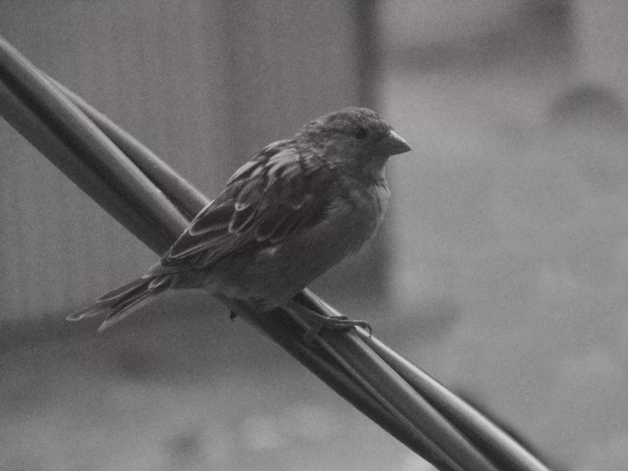 Sparrow