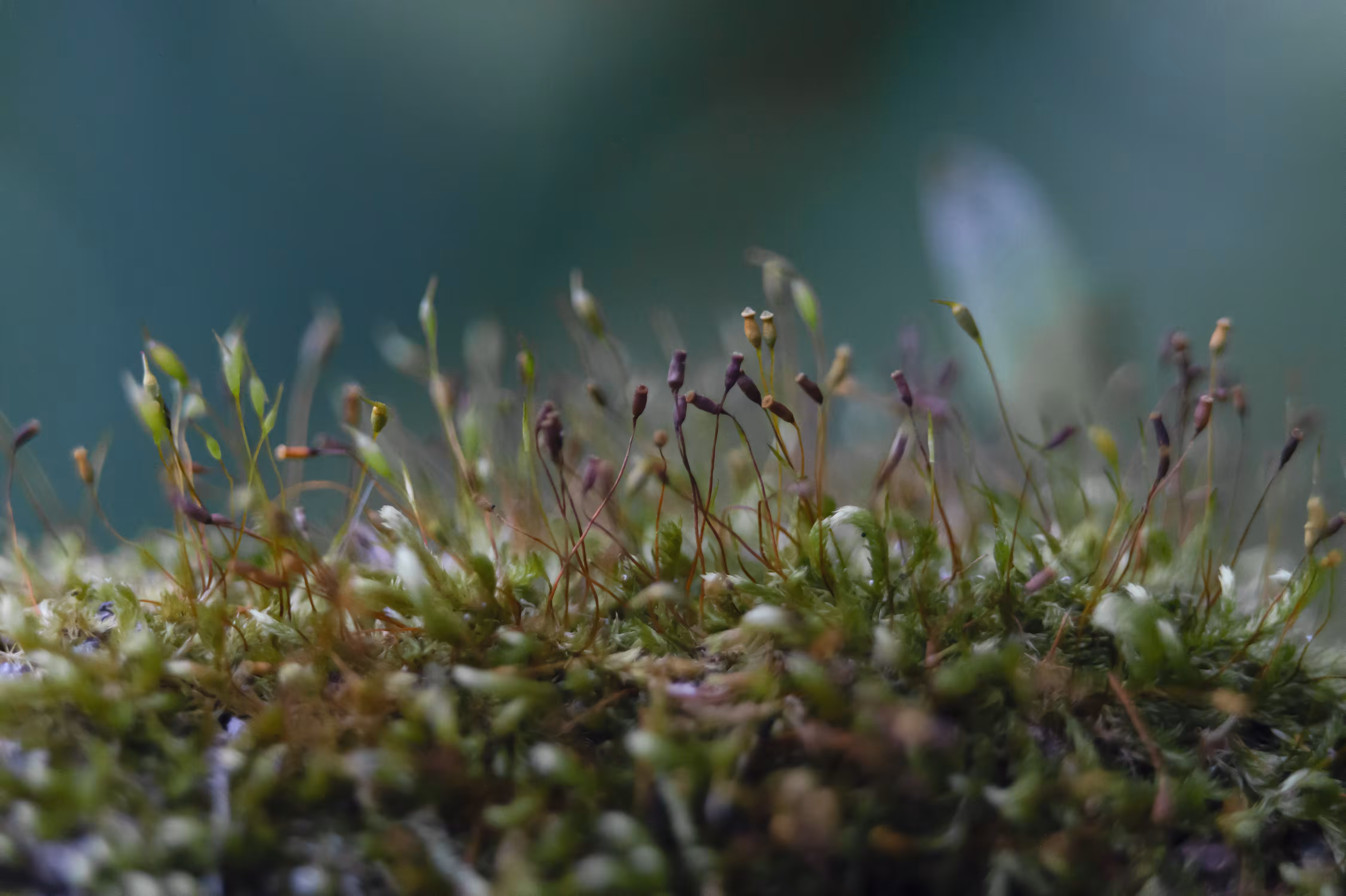 Macro Dance 