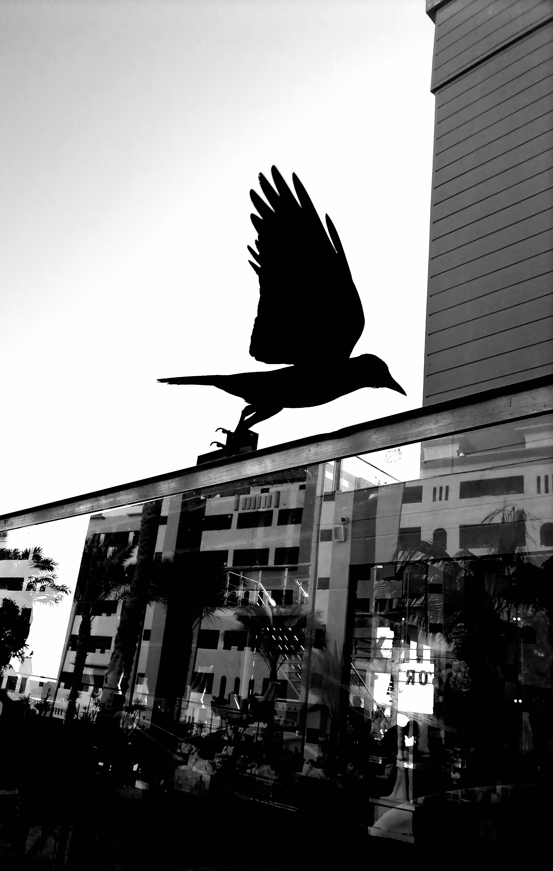 Black Raven