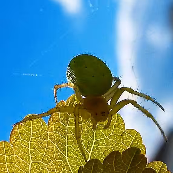INSECT HUNTING: HUNT #006