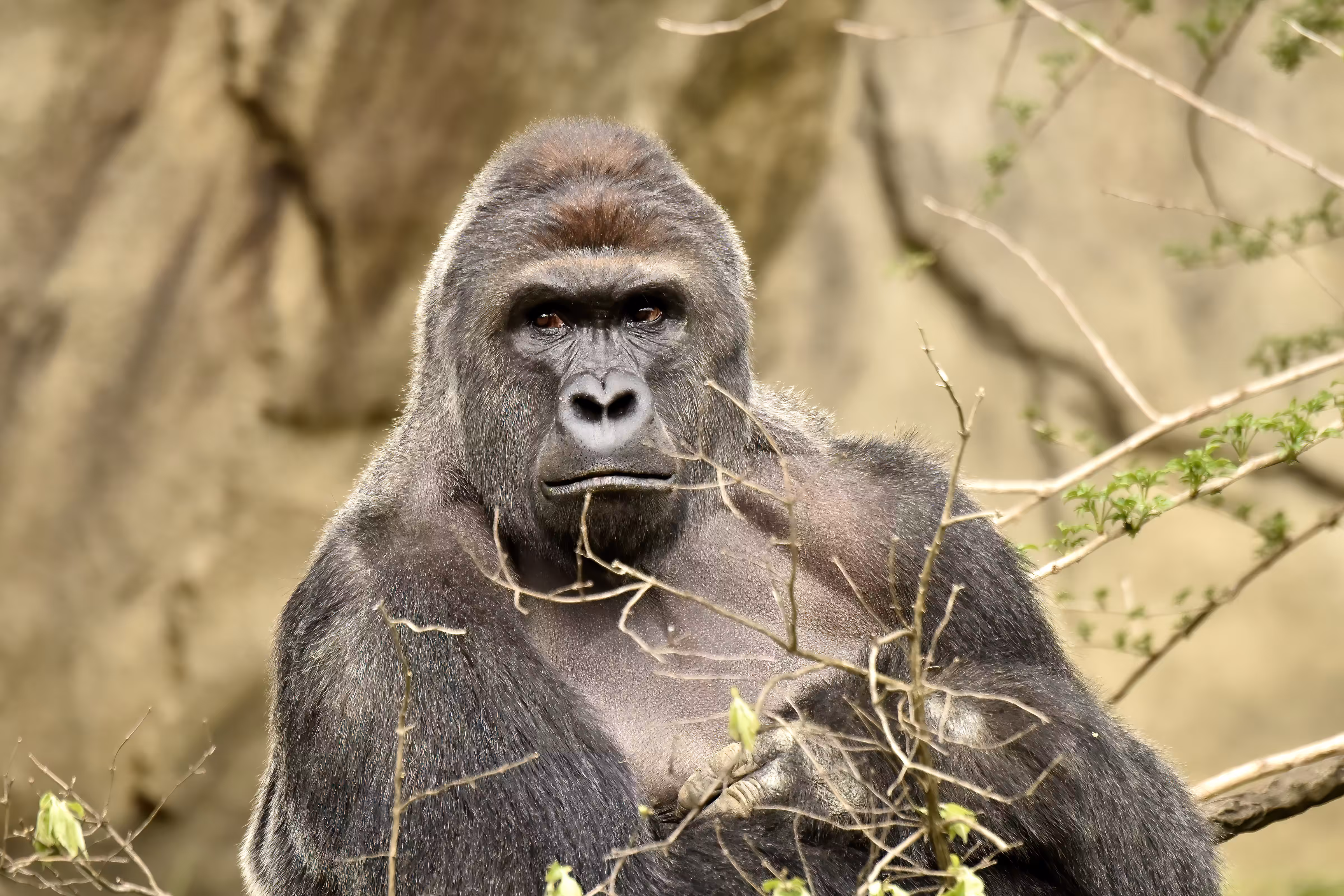 LEGENDS: HARAMBE: LEGENDS #439