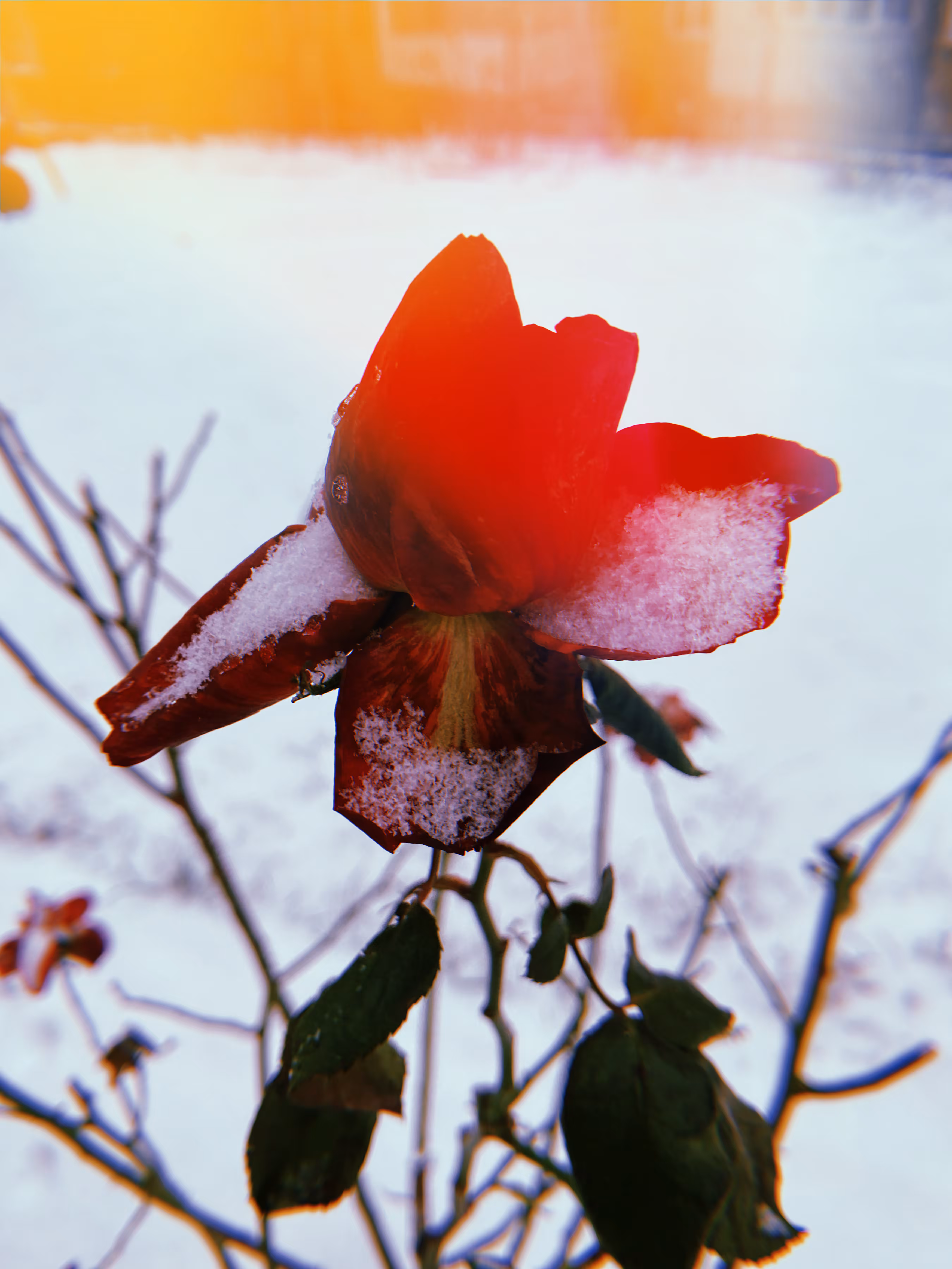 The Frozen Beauty