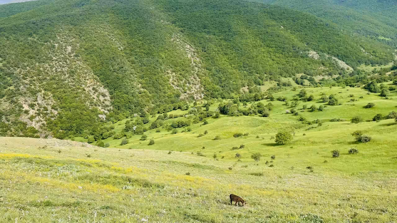 Green nature