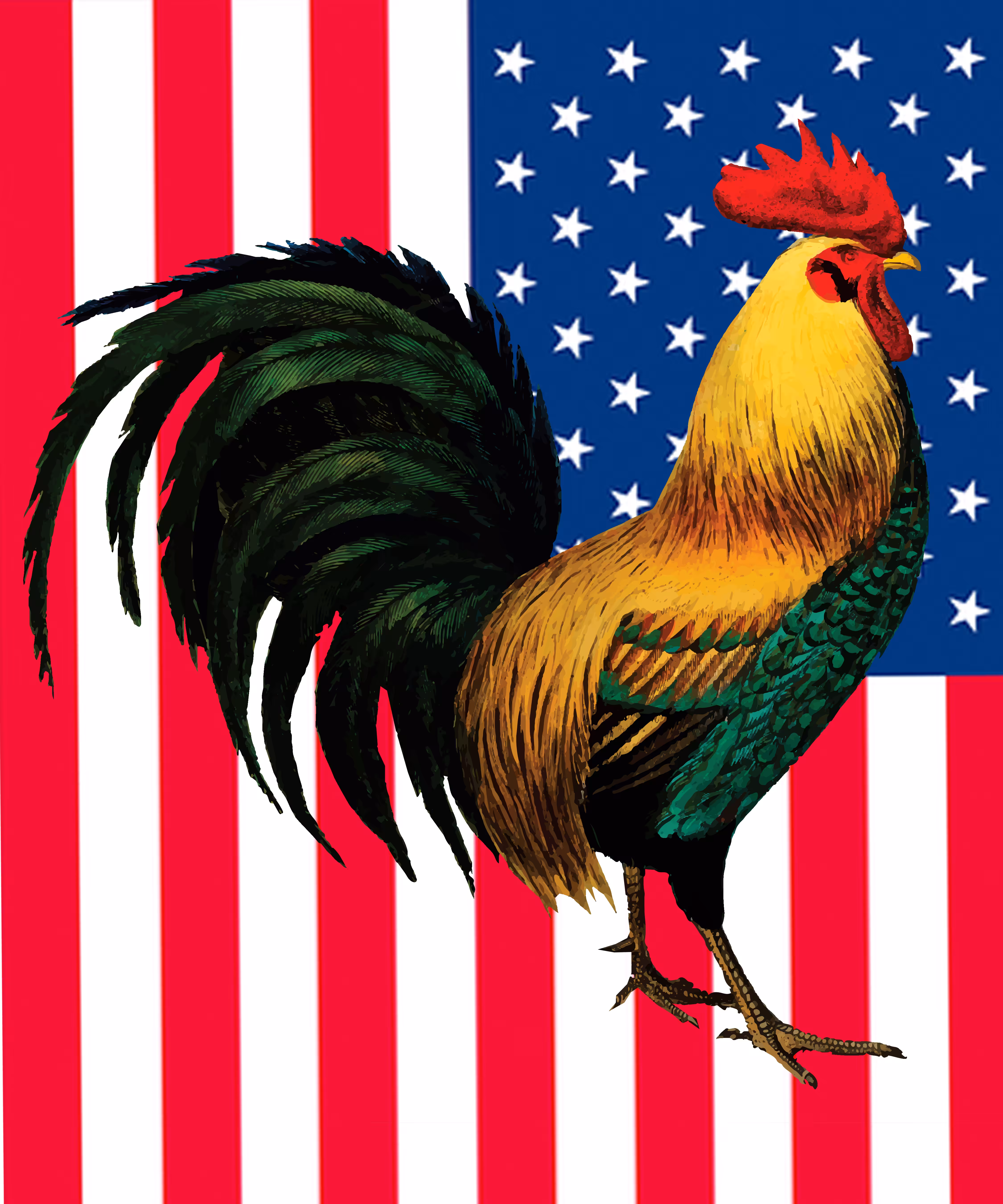 american cock